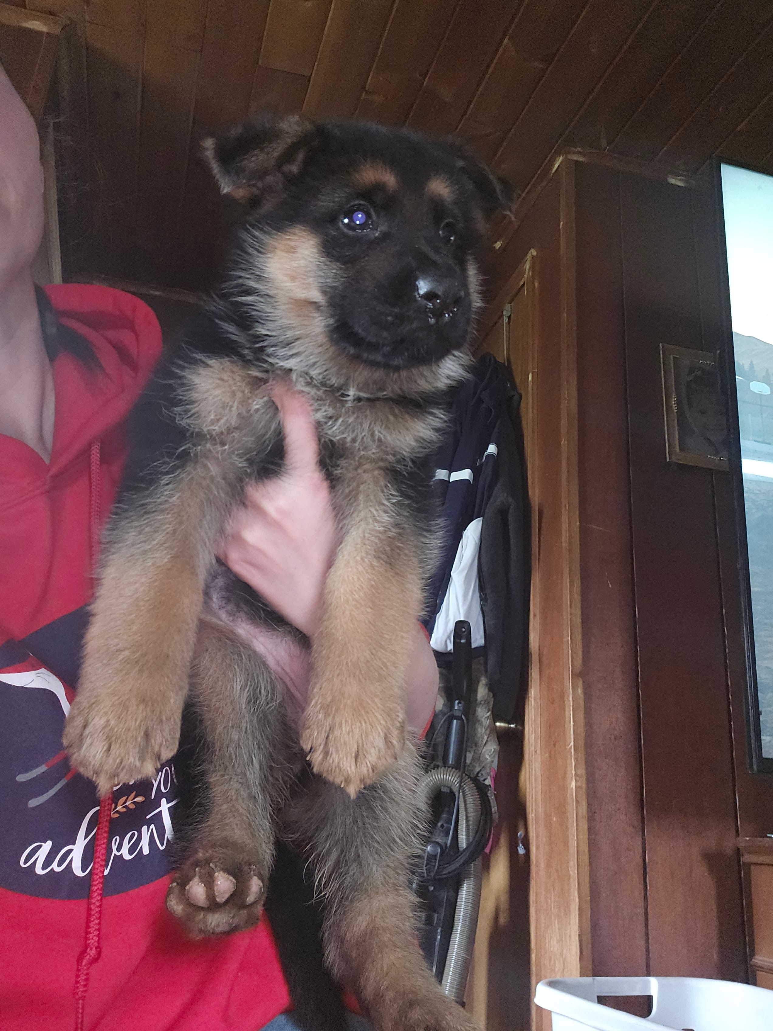 Bell – German Shepherd Dog puppy for sale in Clyde, NY