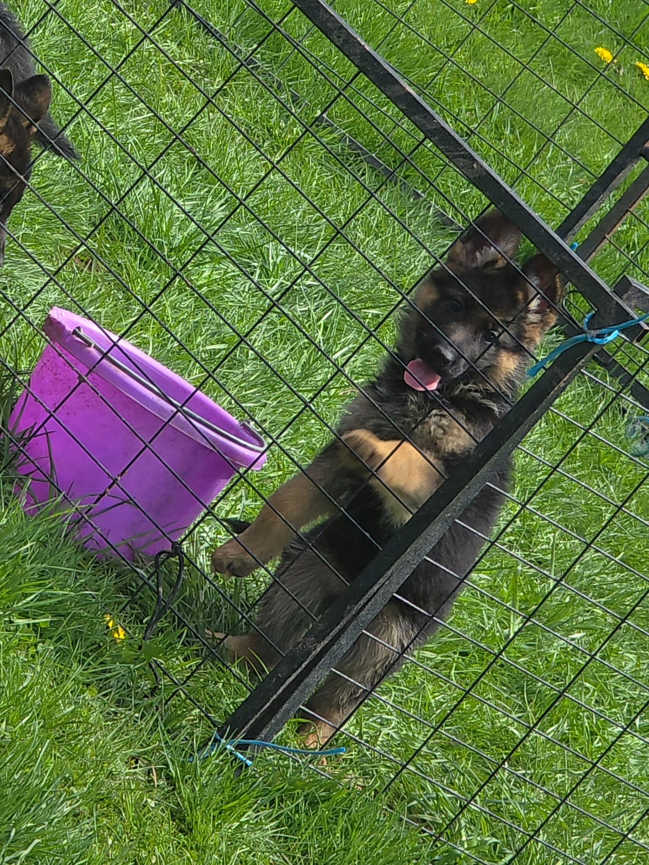 Lilly – German Shepherd Dog puppy for sale in Clyde, NY