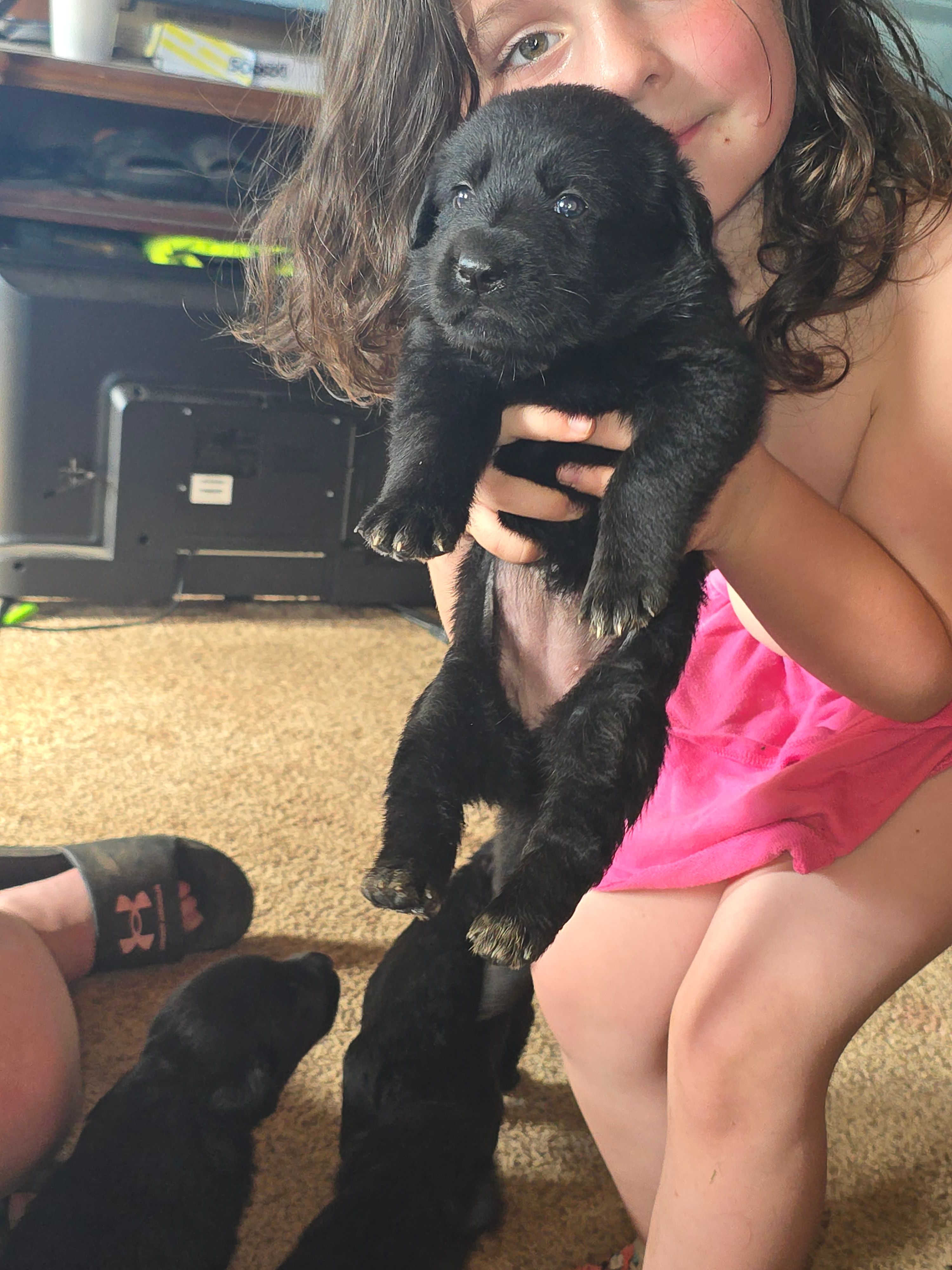 F1 – Labrador Retriever puppy for sale in Clyde, NY