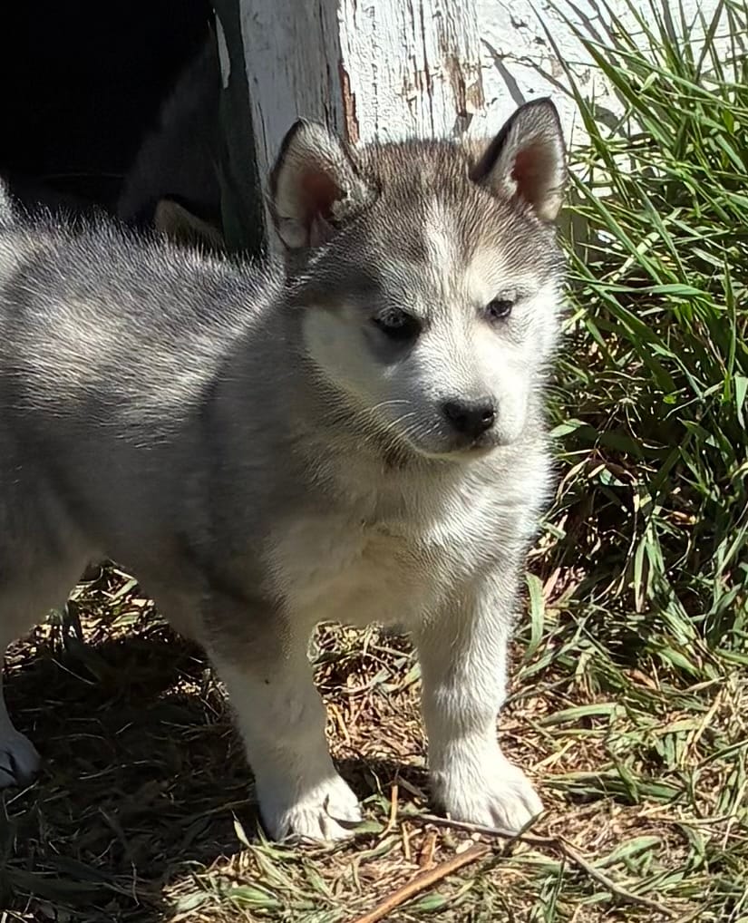 Shasta – Siberian Husky puppy for sale in Fort Morgan, CO