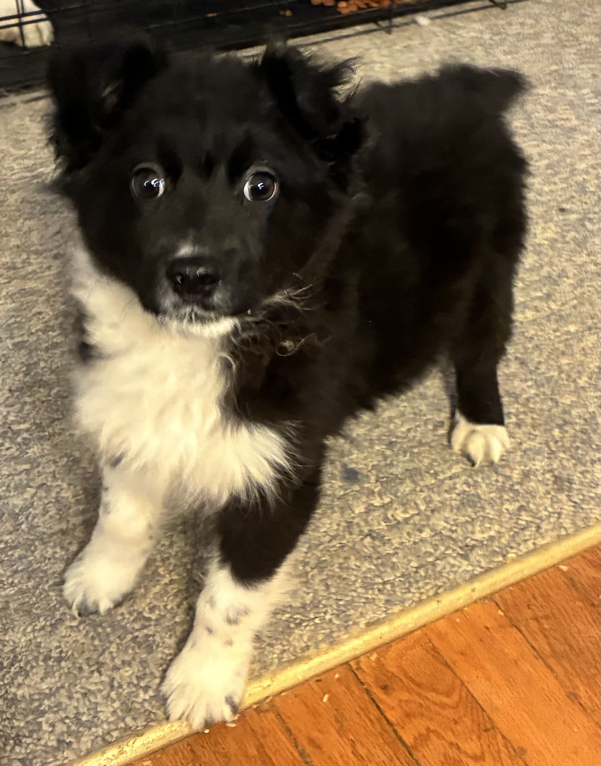 Bit – Australian Shepherd puppy for sale in Fort Morgan, CO