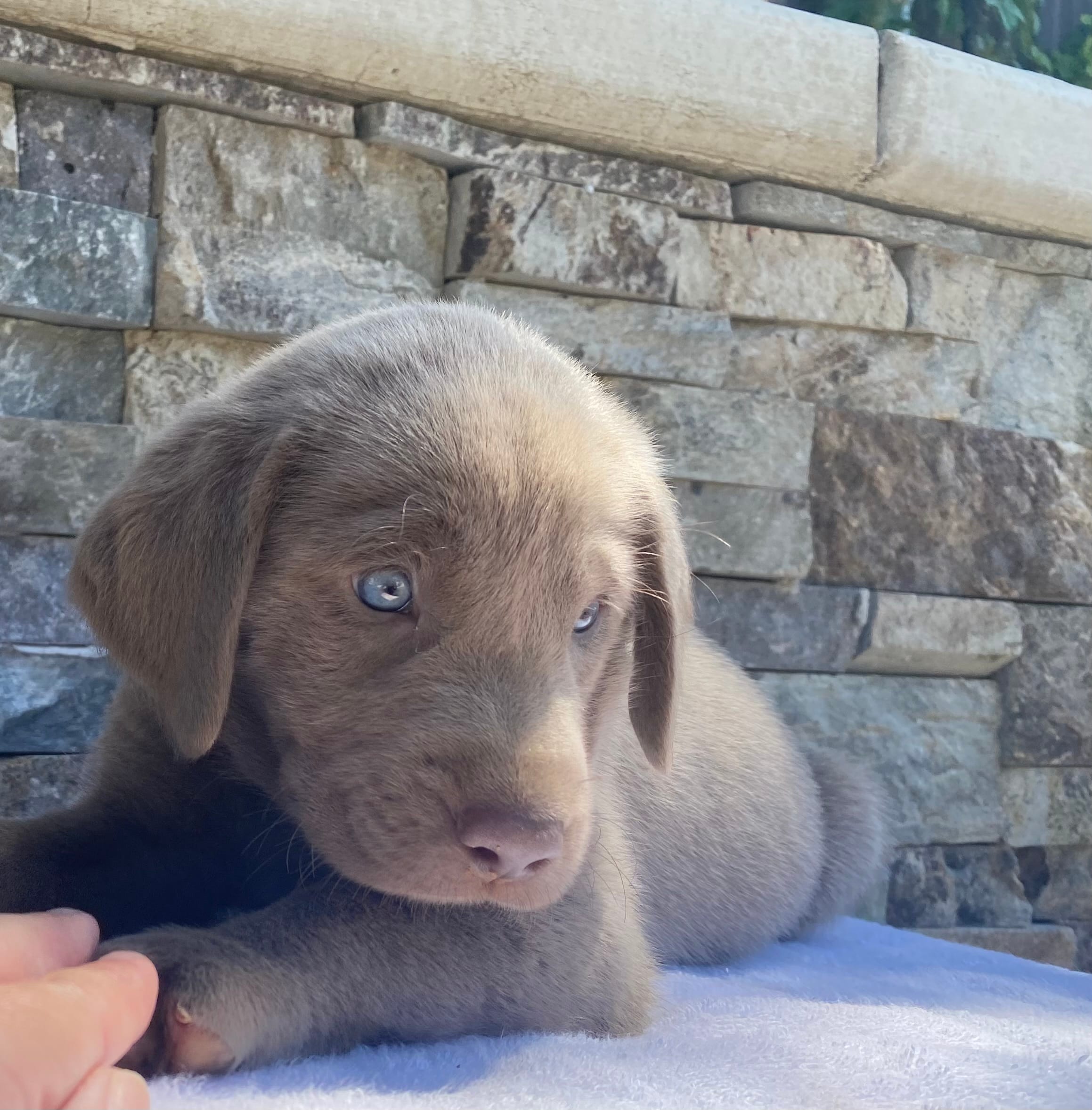 Sky (light blue) silver lab – Labrador Retriever puppy for sale in Oroville, CA