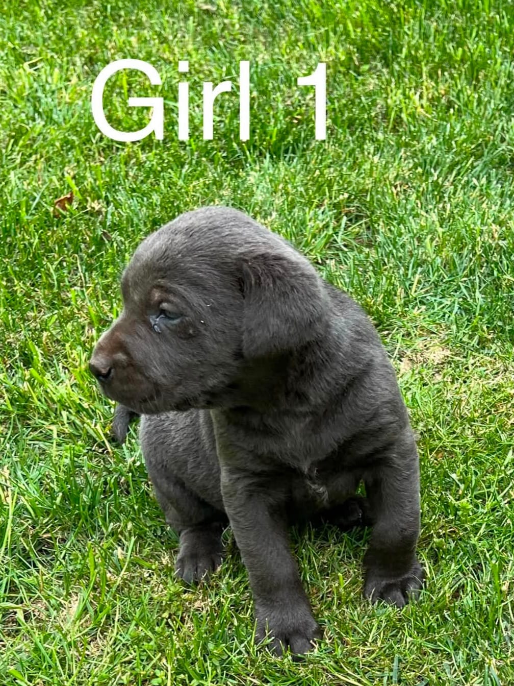 Charcoal Girl – Labrador Retriever puppy for sale in Castalian Springs, TN