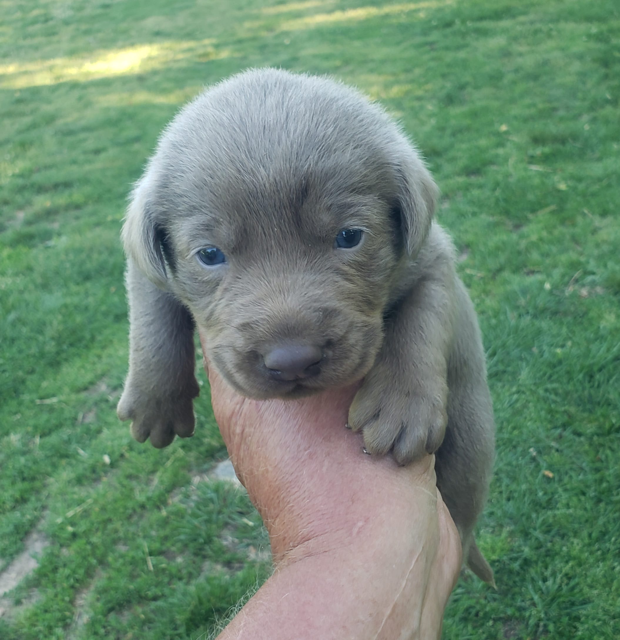 Silver AKC male Labrador  – Labrador Retriever puppy for sale in Castalian Springs, TN
