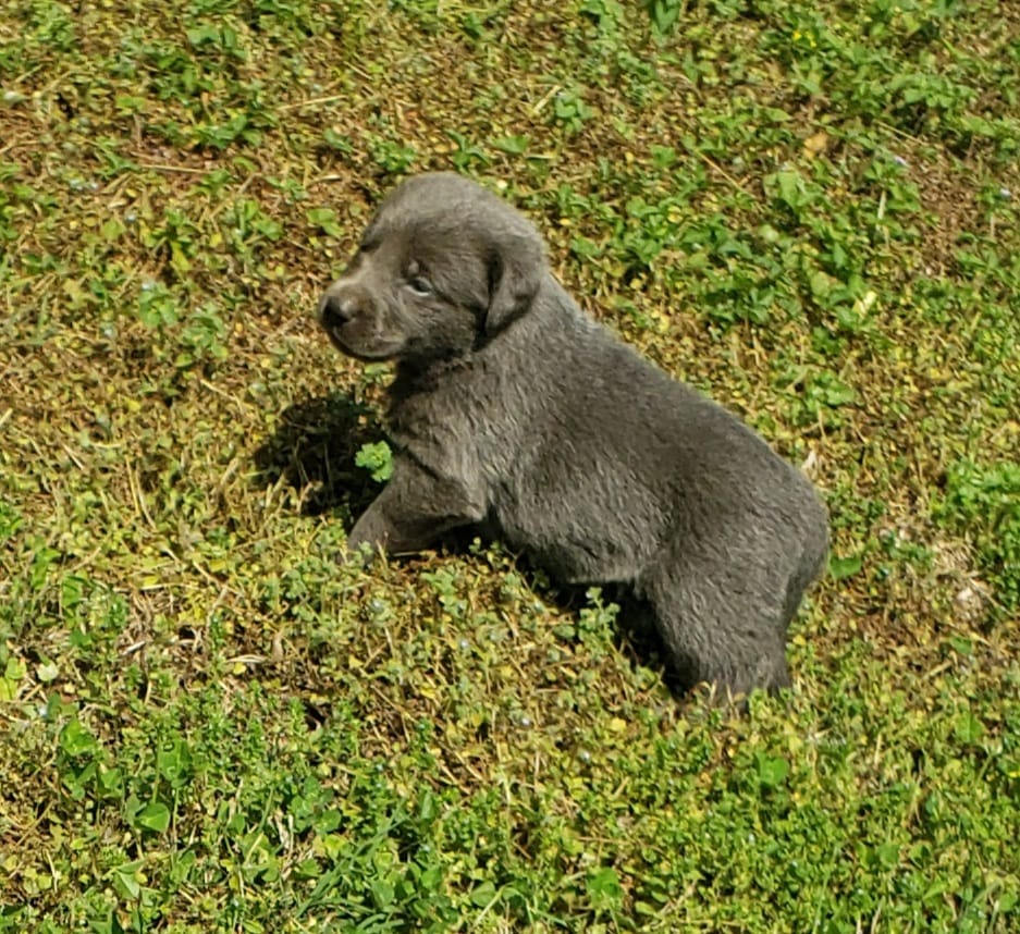 Female Charcoal 1 – Labrador Retriever puppy for sale in Castalian Springs, TN