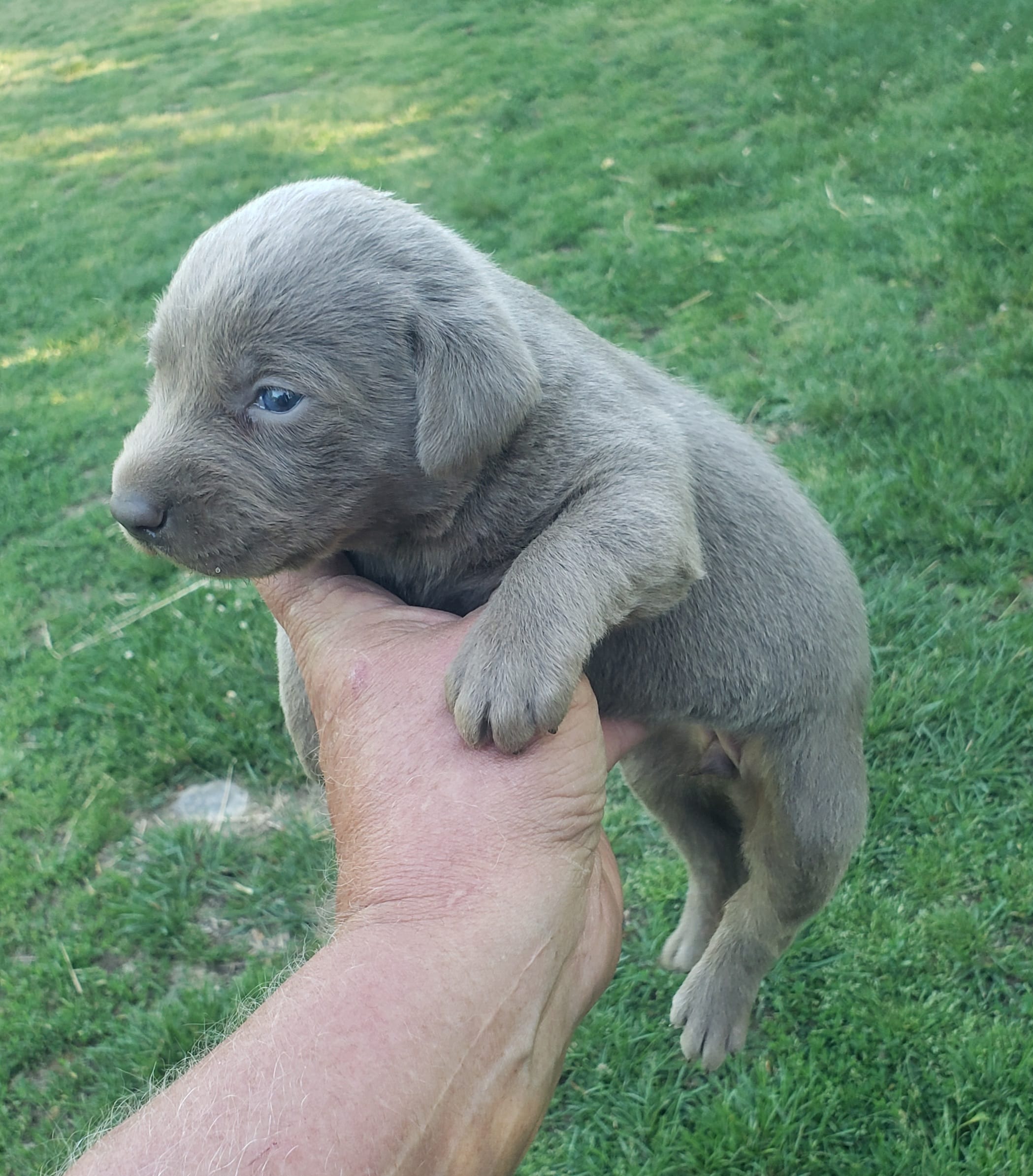 Silver Girl – Labrador Retriever puppy for sale in Castalian Springs, TN