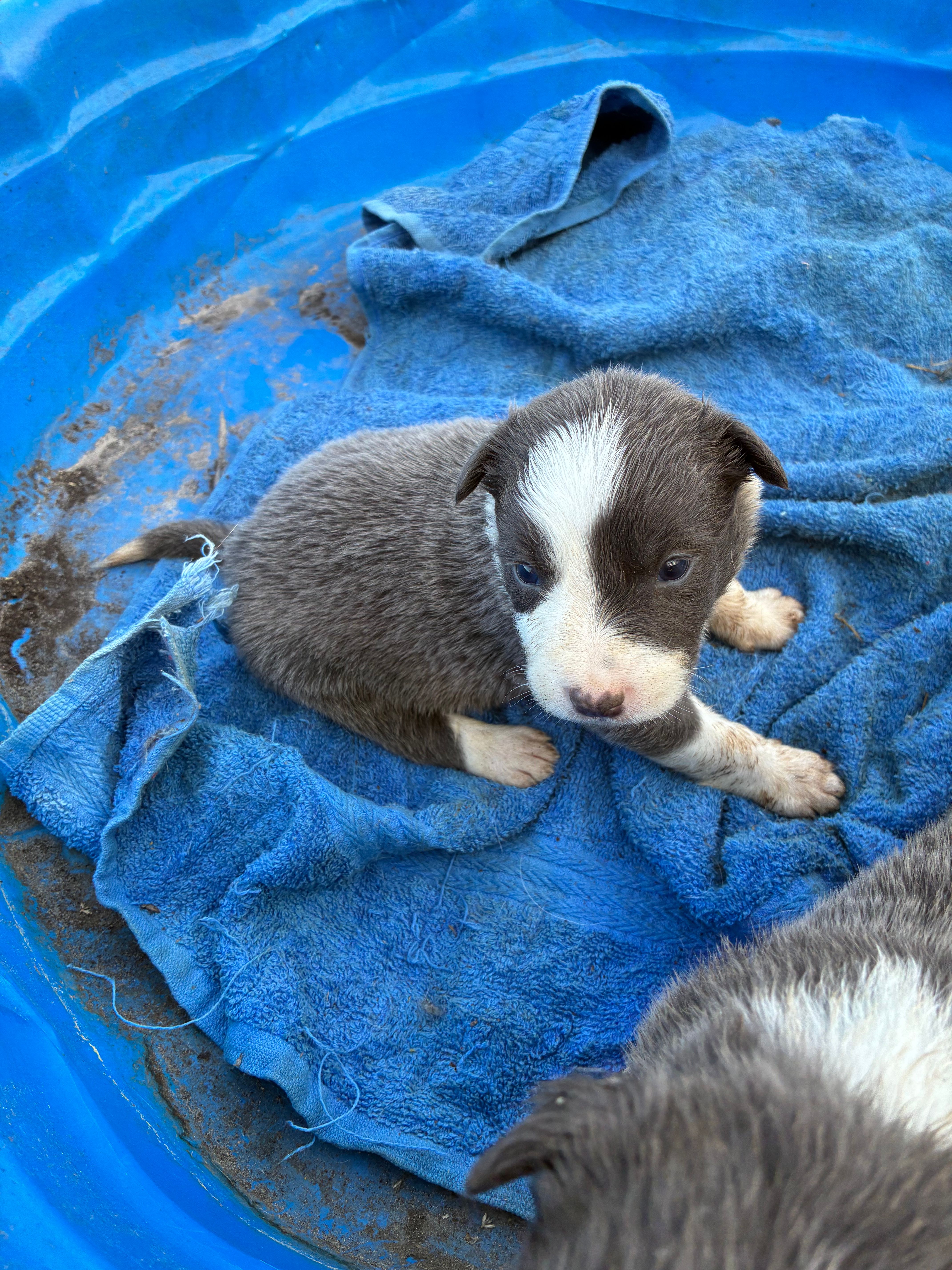 Gray three – Border Collie puppy for sale in Jacksonville, FL