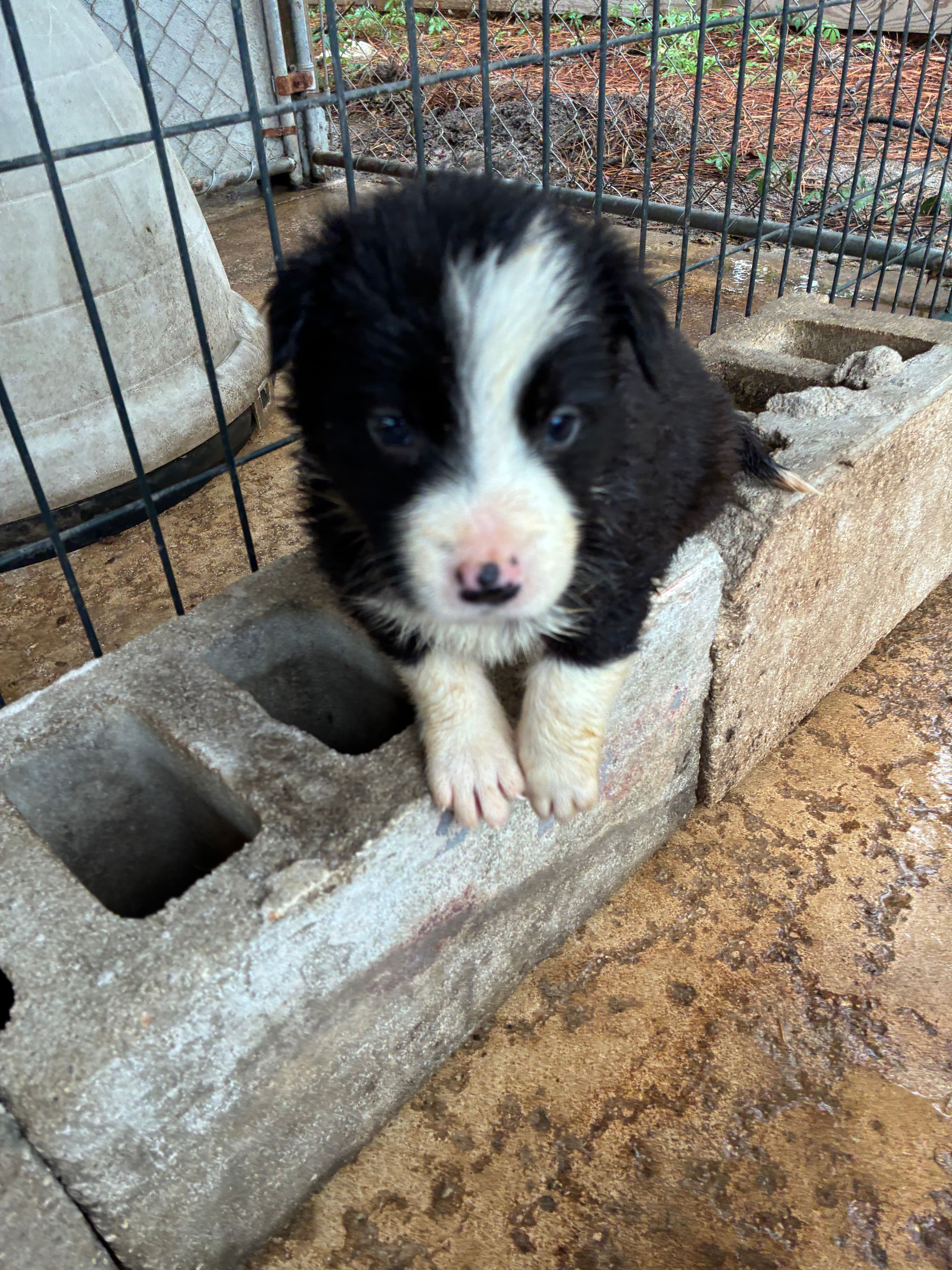 Andy – Border Collie puppy for sale in Jacksonville, FL