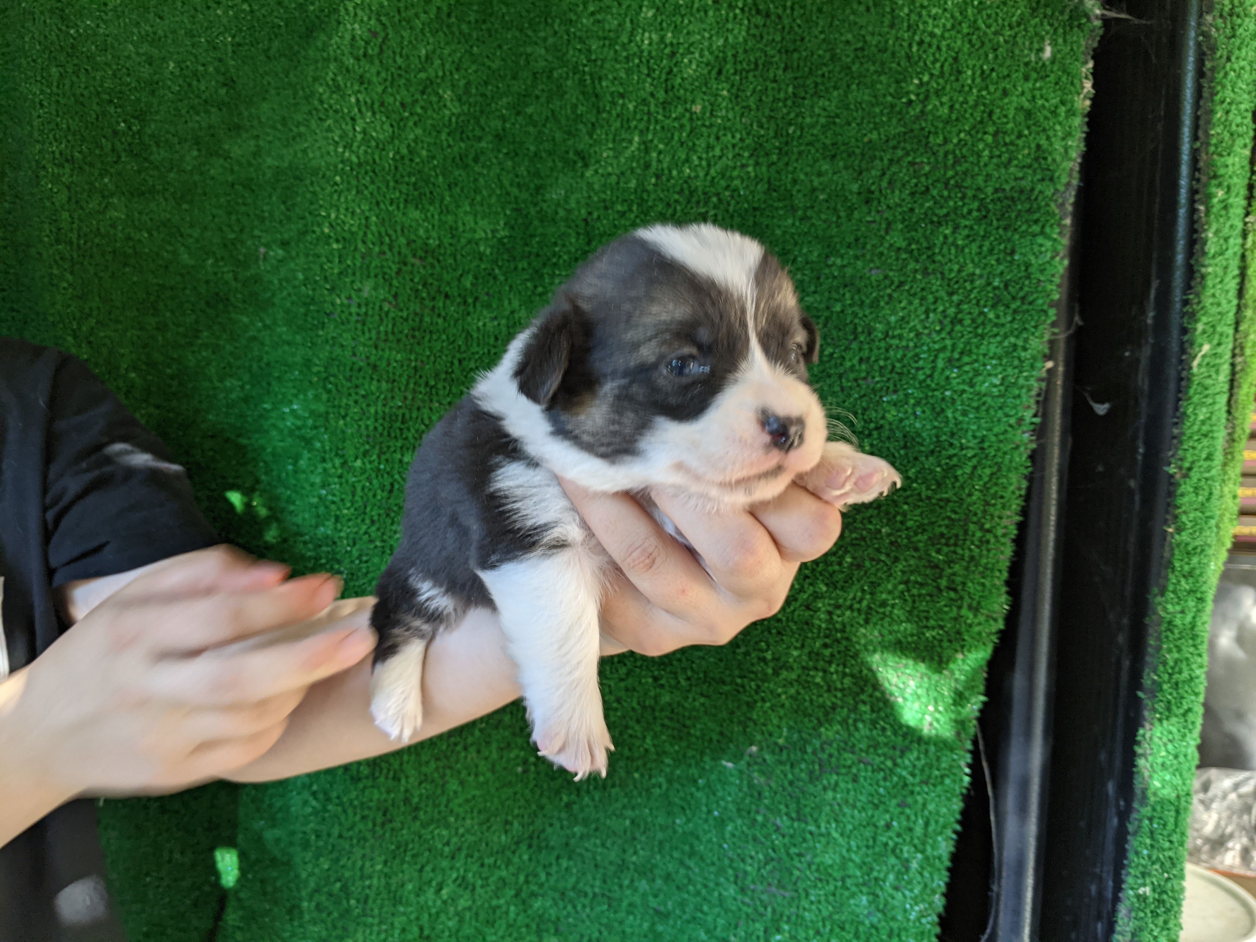 Amsburg's line tricolor male 1 – Pembroke Welsh Corgi puppy for sale in Sacramento, CA