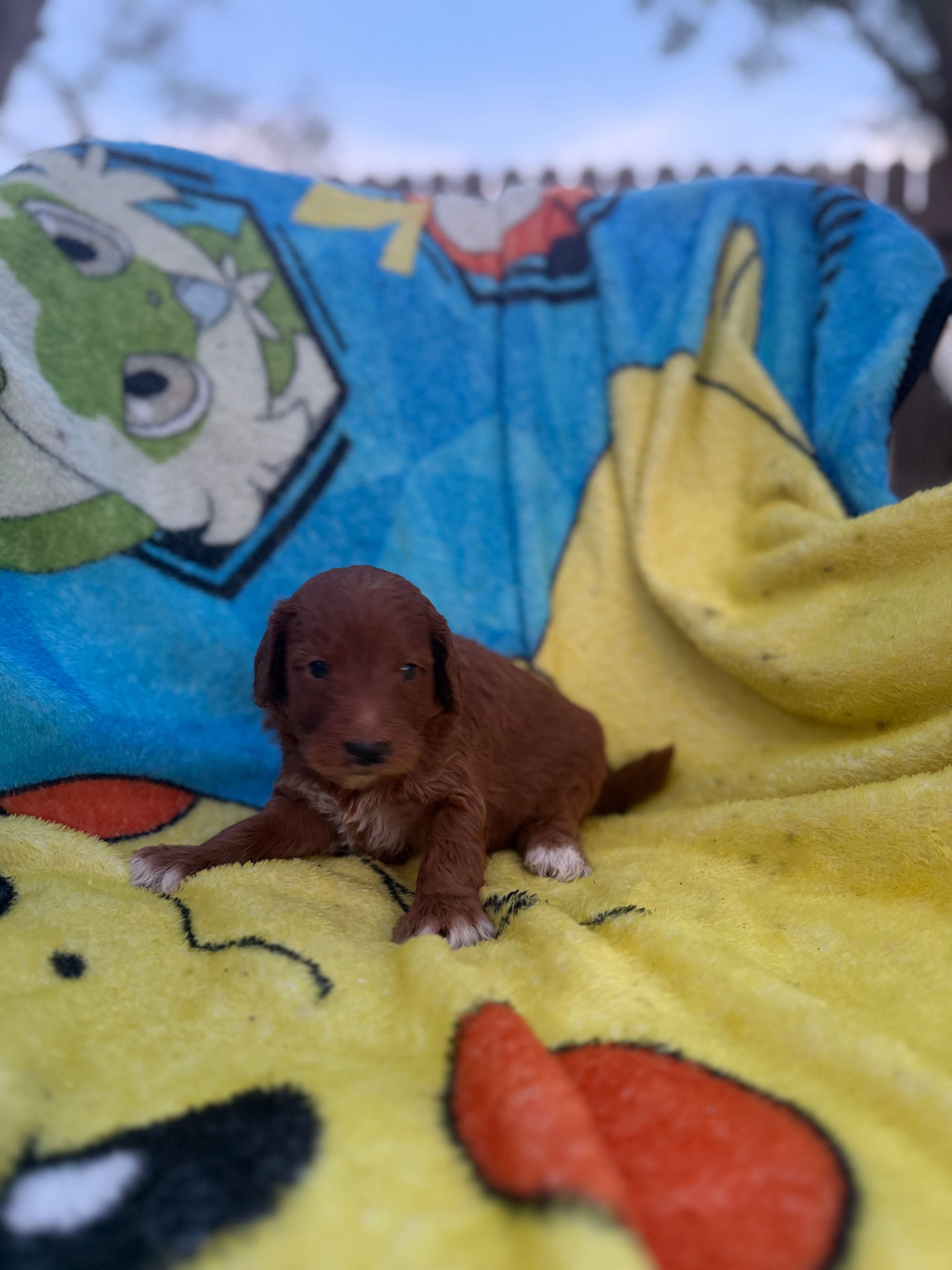 Edison – Miniature Goldendoodle puppy for sale in New Port Richey, FL