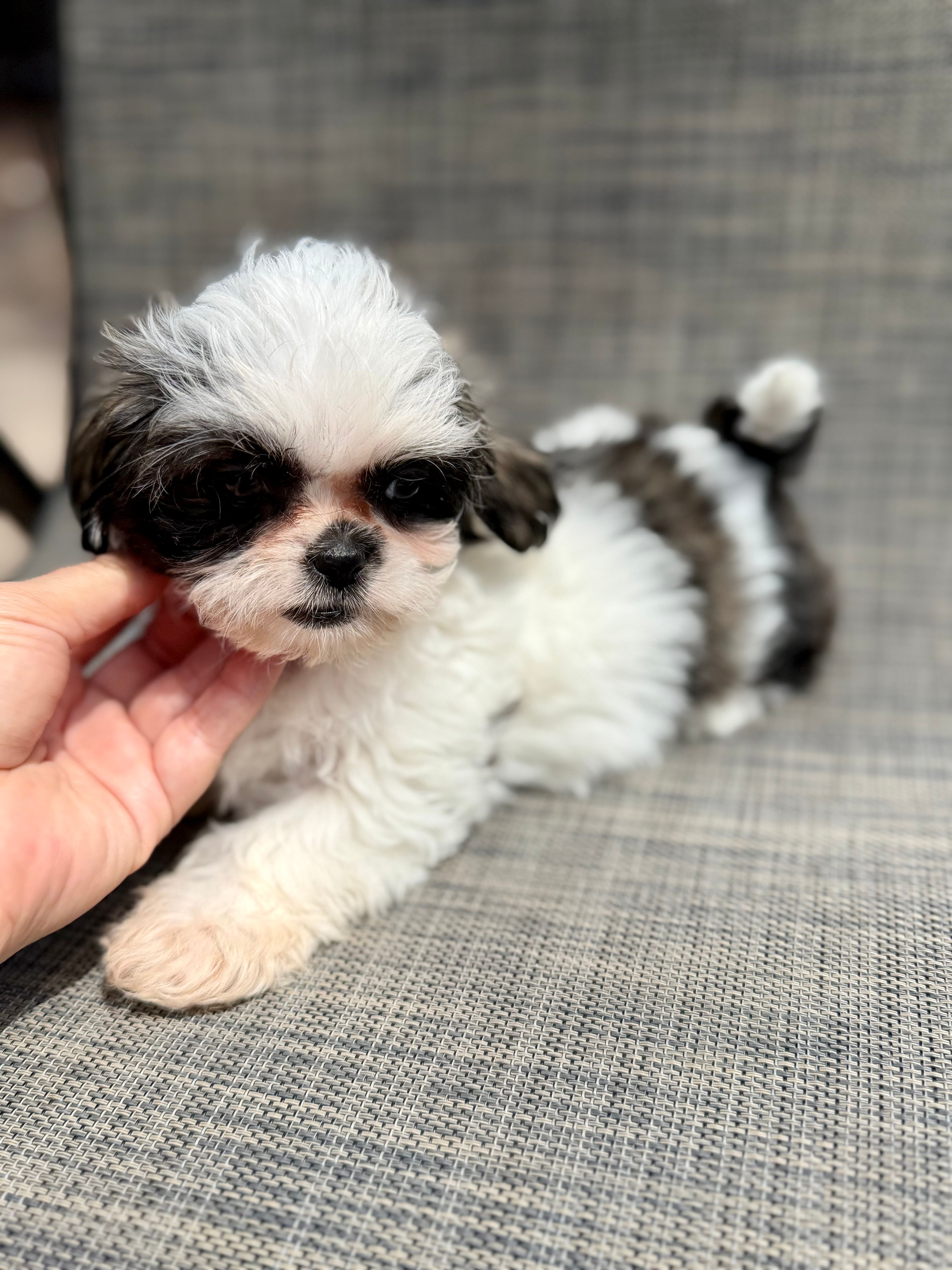 Xena – Shih Tzu puppy for sale in New Port Richey, FL