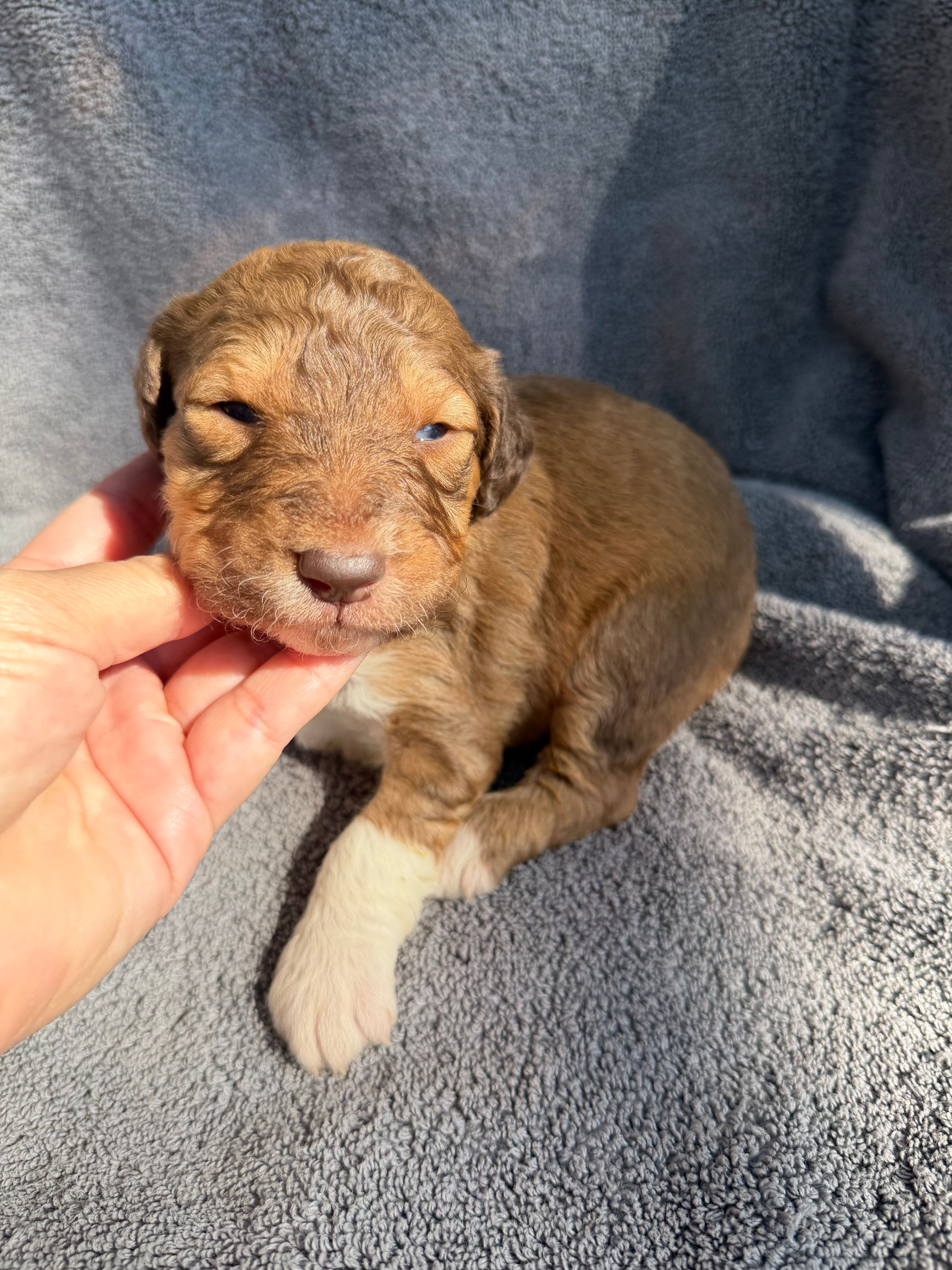 Bobbie – Aussiedoodle, Poodle - Standard  puppy for sale in New Port Richey, FL
