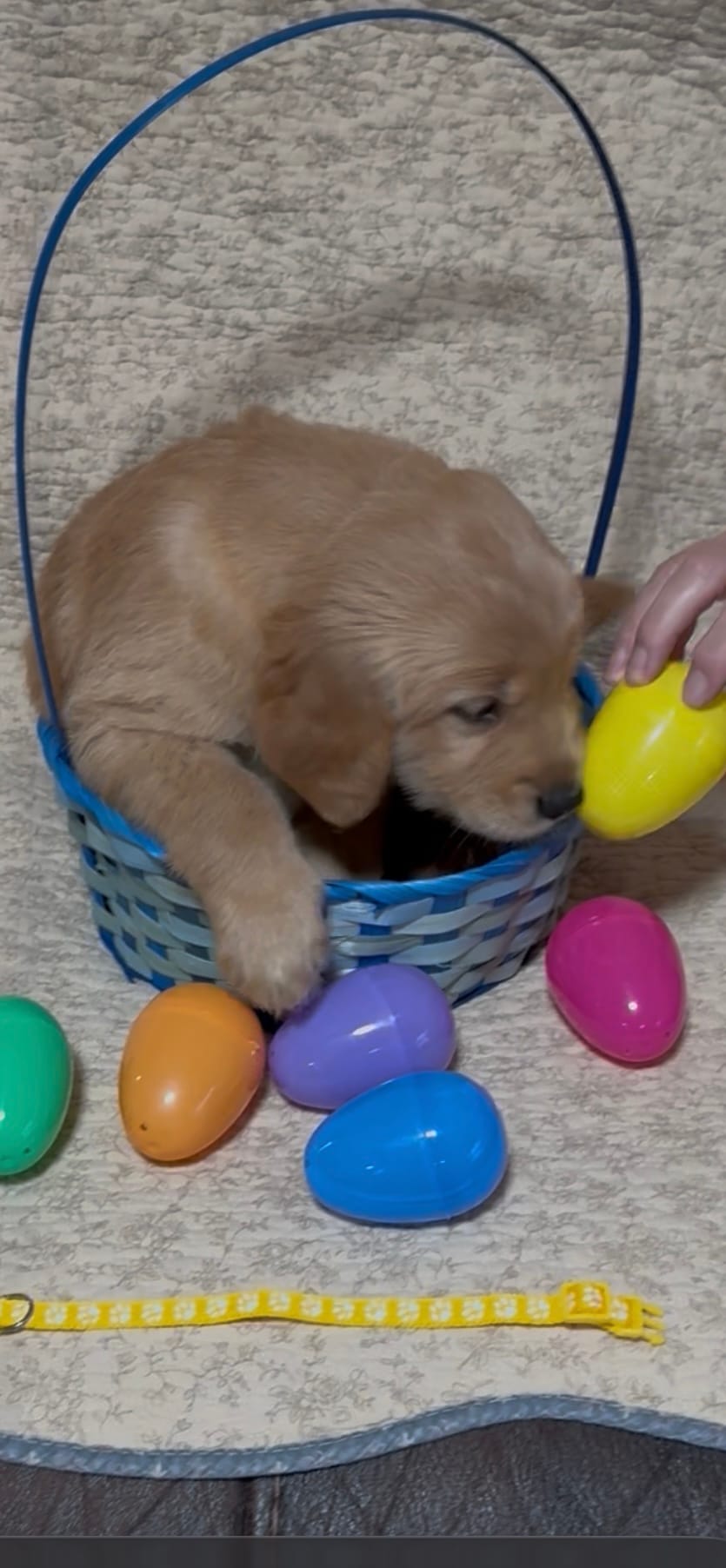 YELLOW GIRL – Golden Retriever puppy for sale in Lawndale, NC