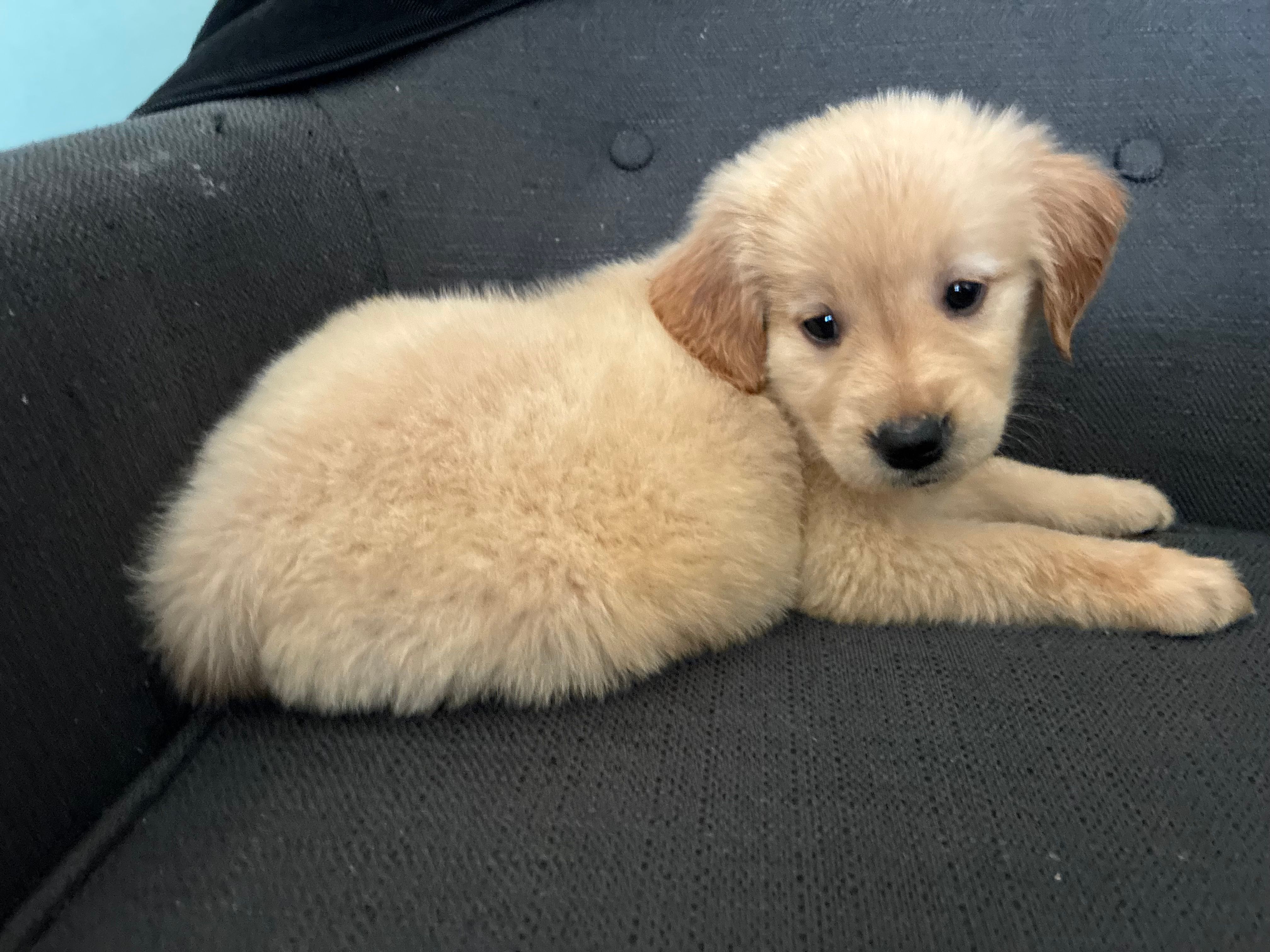 Sky – Golden Retriever puppy for sale in Casco, MI
