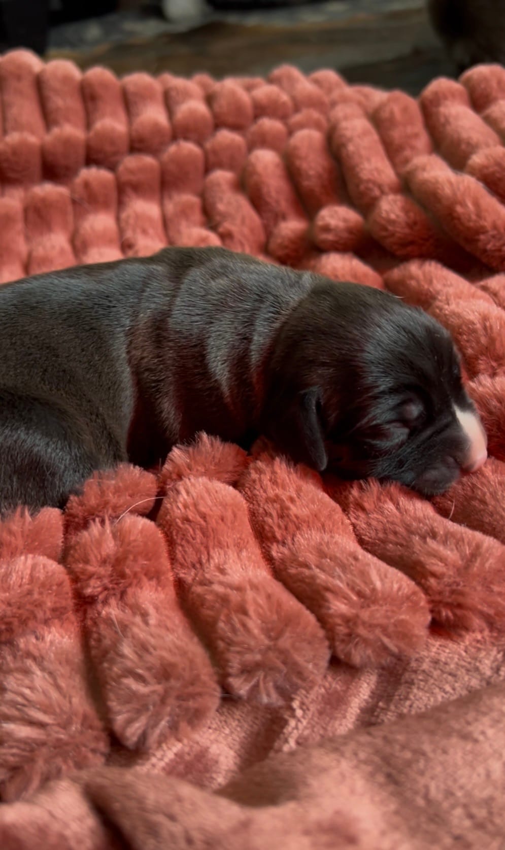 Enoch – Cane Corso, Labrador Retriever puppy for sale in Punta Gorda, FL