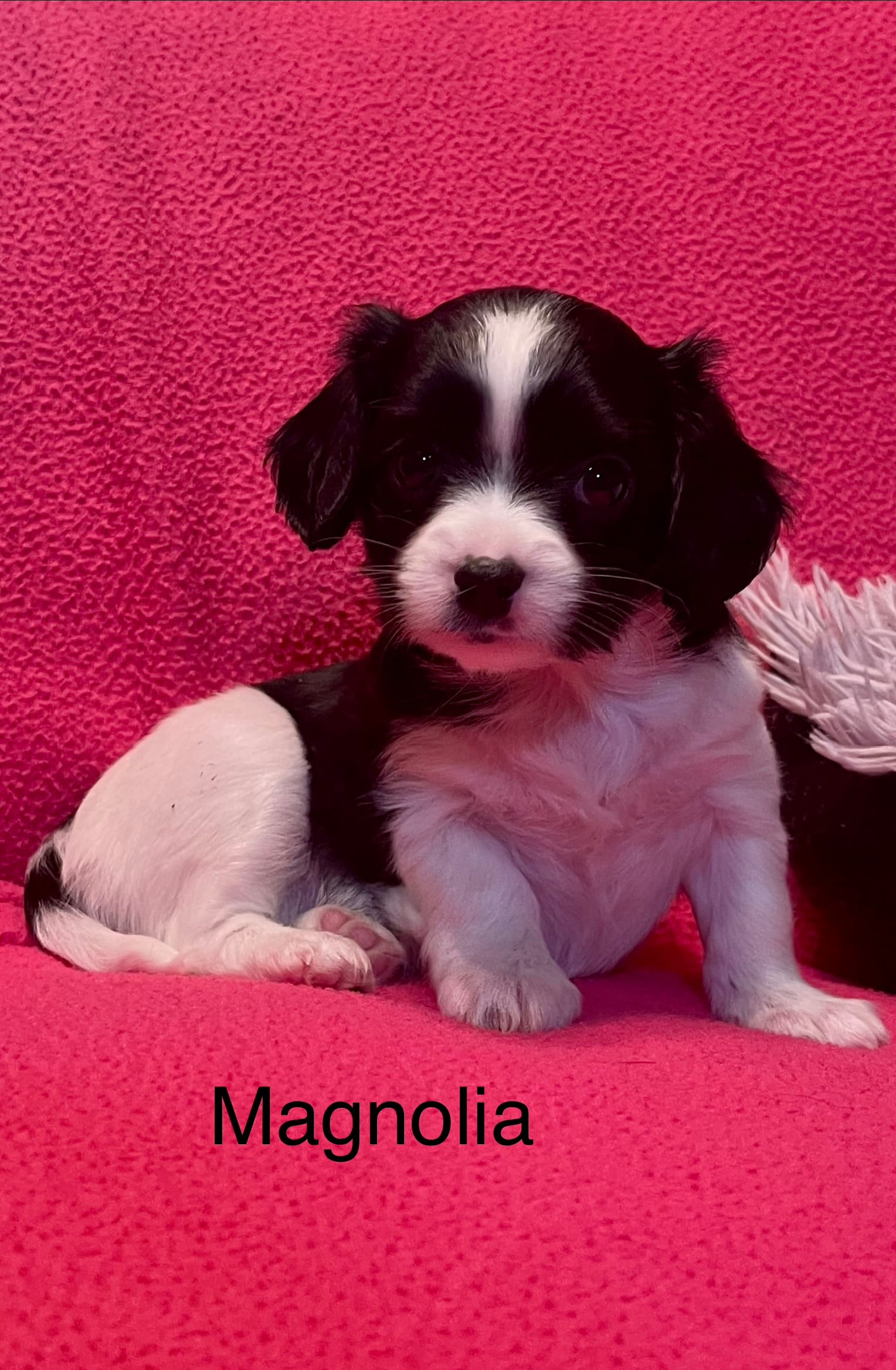 Magnolia – Cavalier King Charles Spaniel, Maltese puppy for sale in Liberty, MS