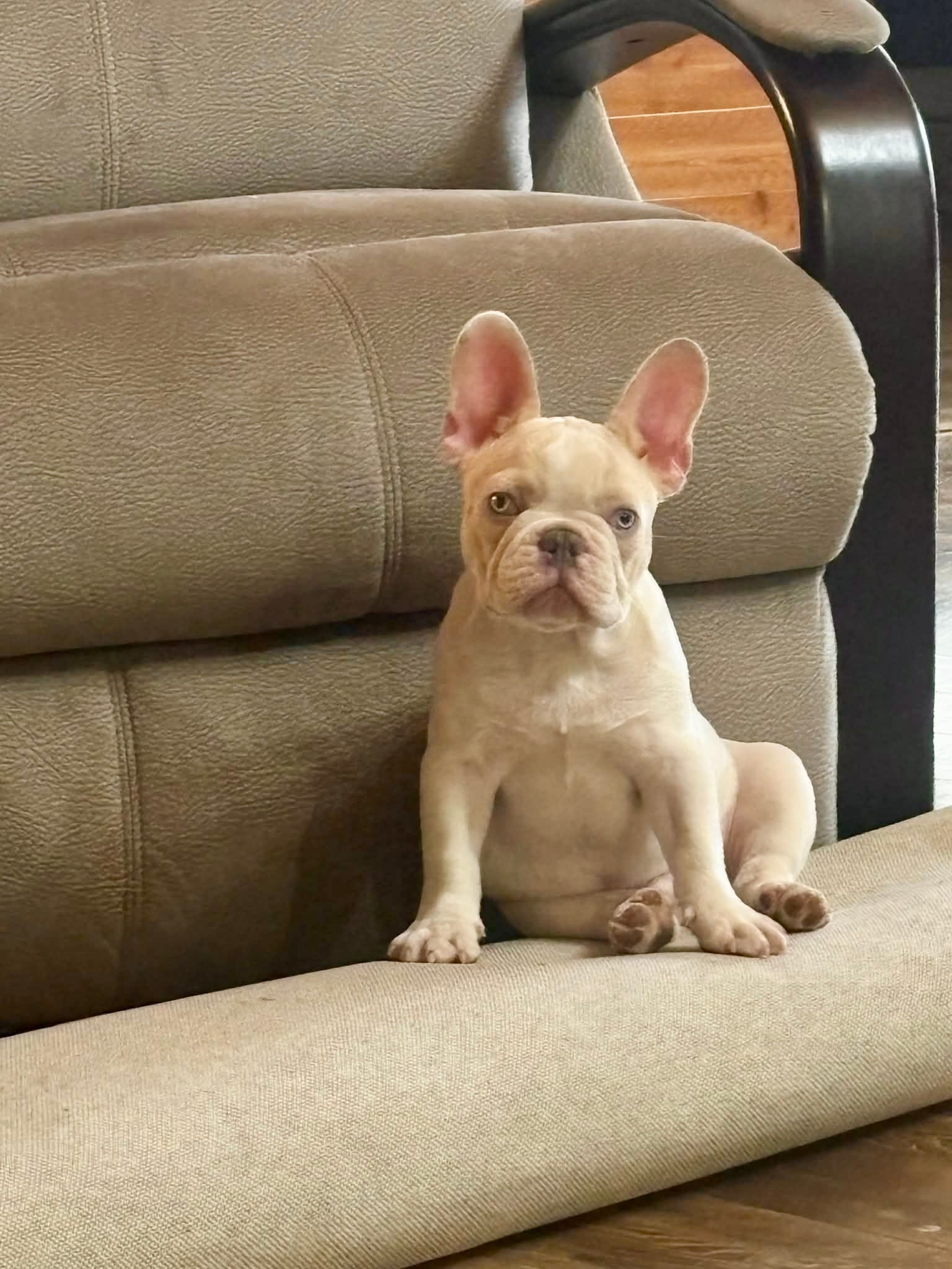 Bubba – French Bulldog puppy for sale in Grove, OK