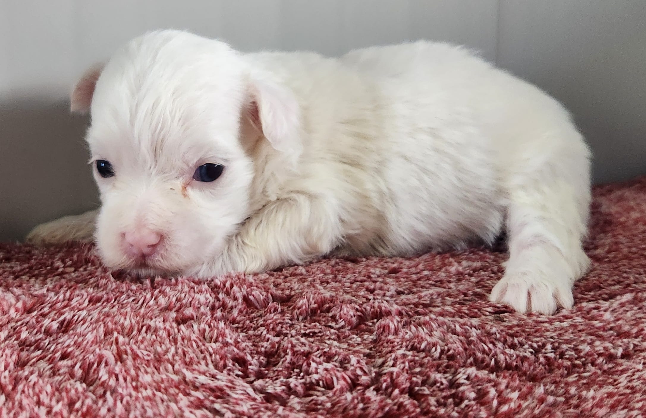 Griffin – Maltipoo puppy for sale in New Haven, IN