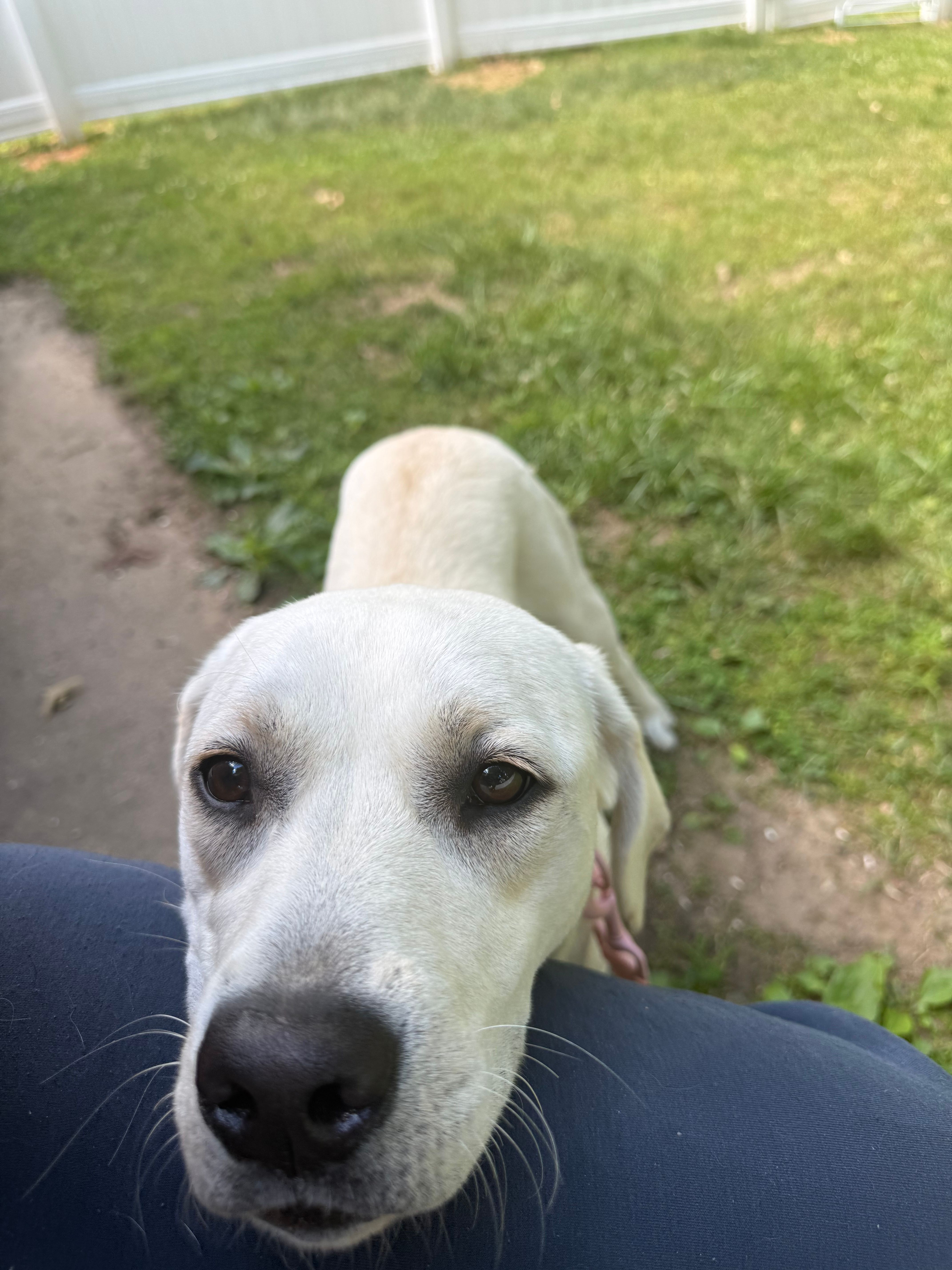 Lilly – Labrador Retriever puppy for sale in South Boston, VA