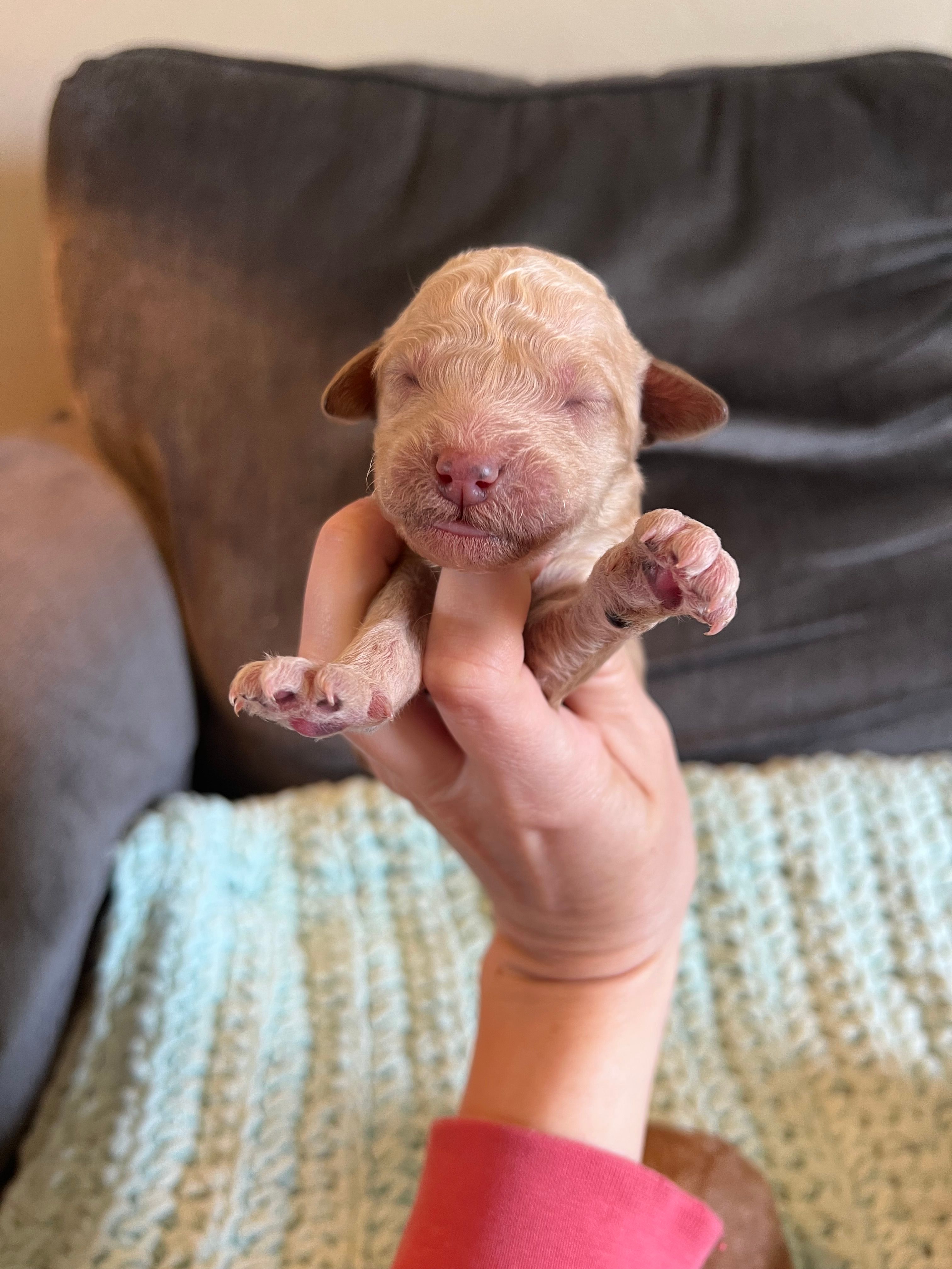 Sage – Goldendoodle puppy for sale in Mingo, IA