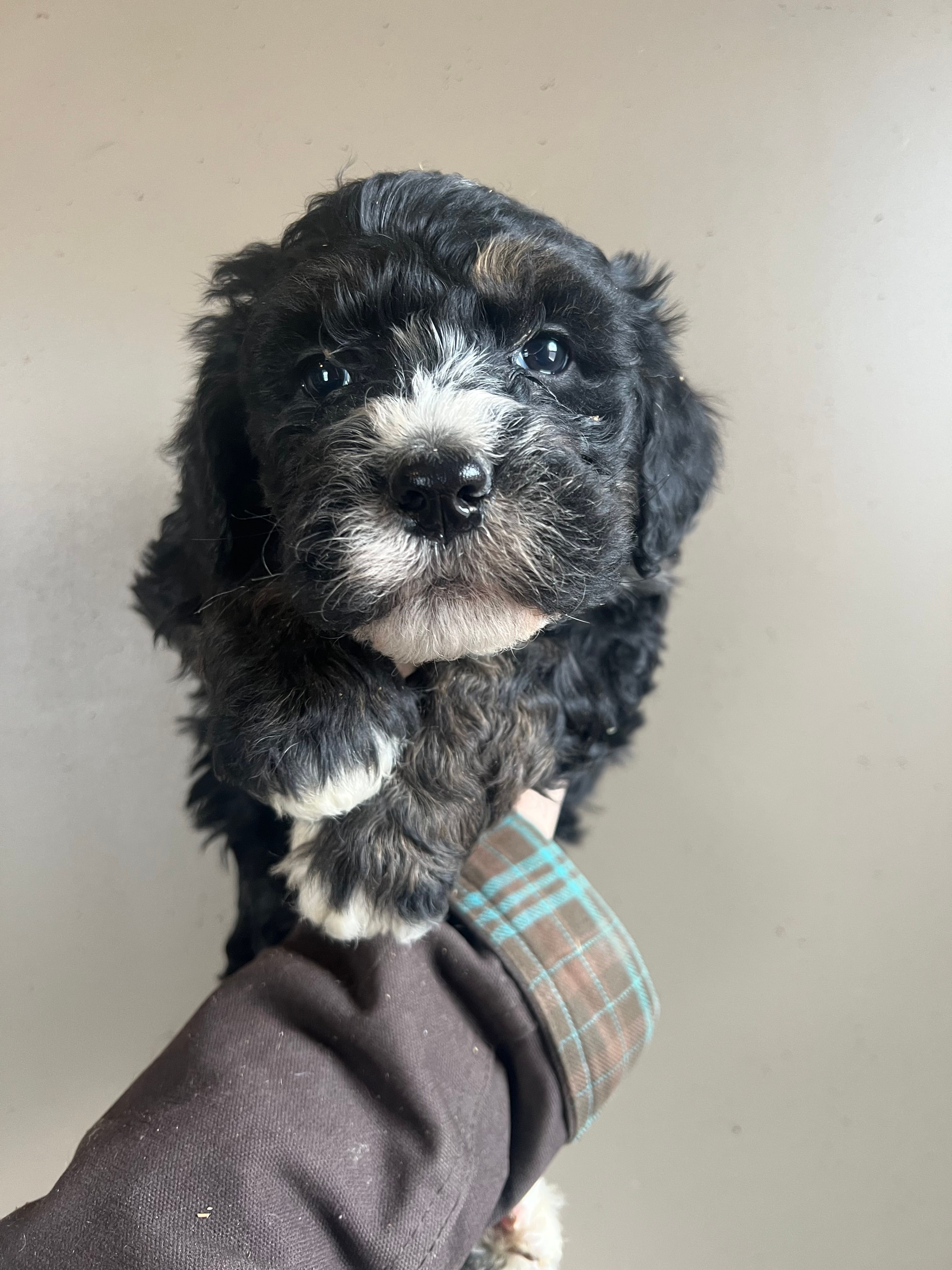 Bronco  – Bernedoodle puppy for sale in Mingo, IA