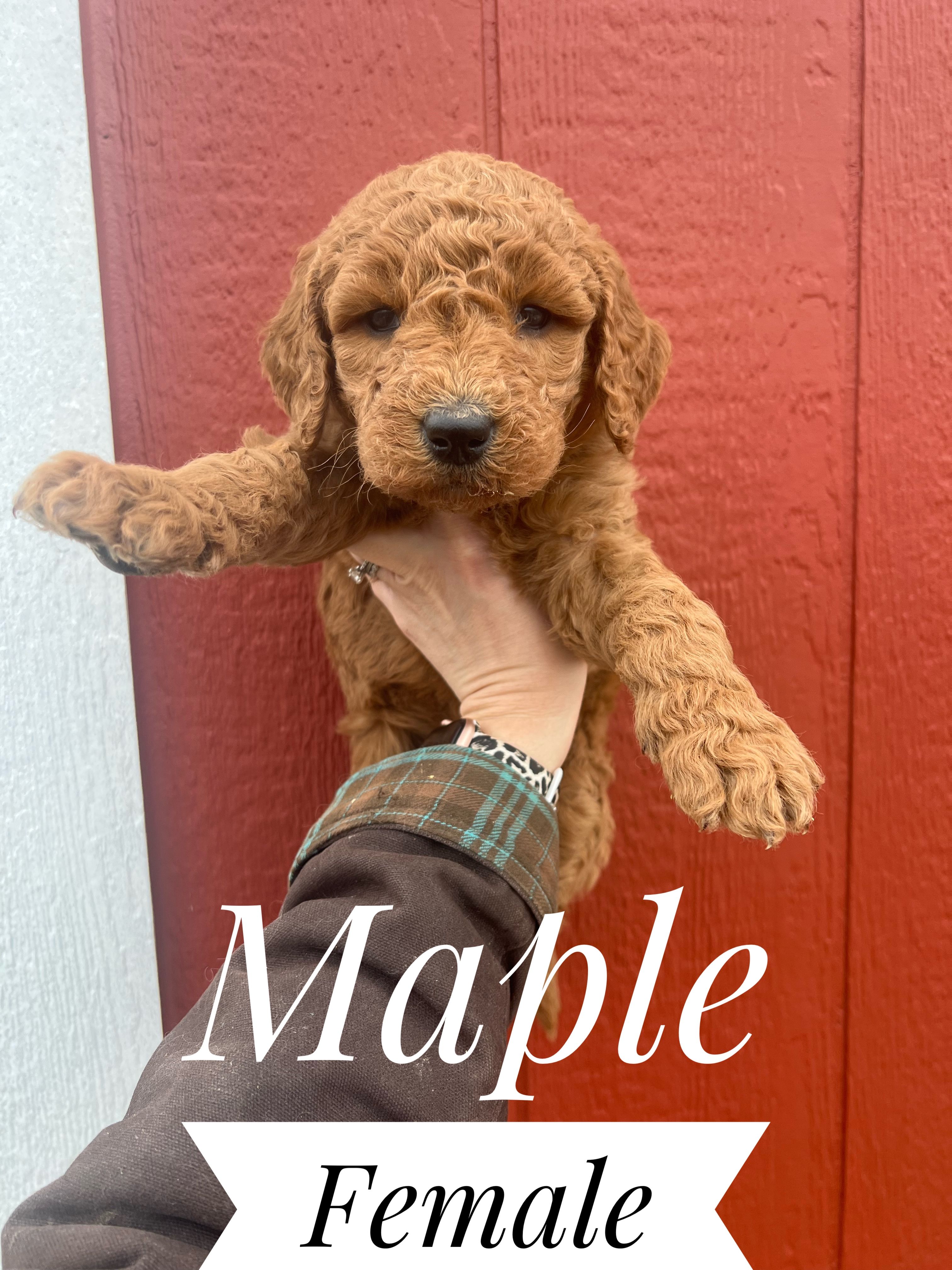 Maple – Goldendoodle puppy for sale in Mingo, IA