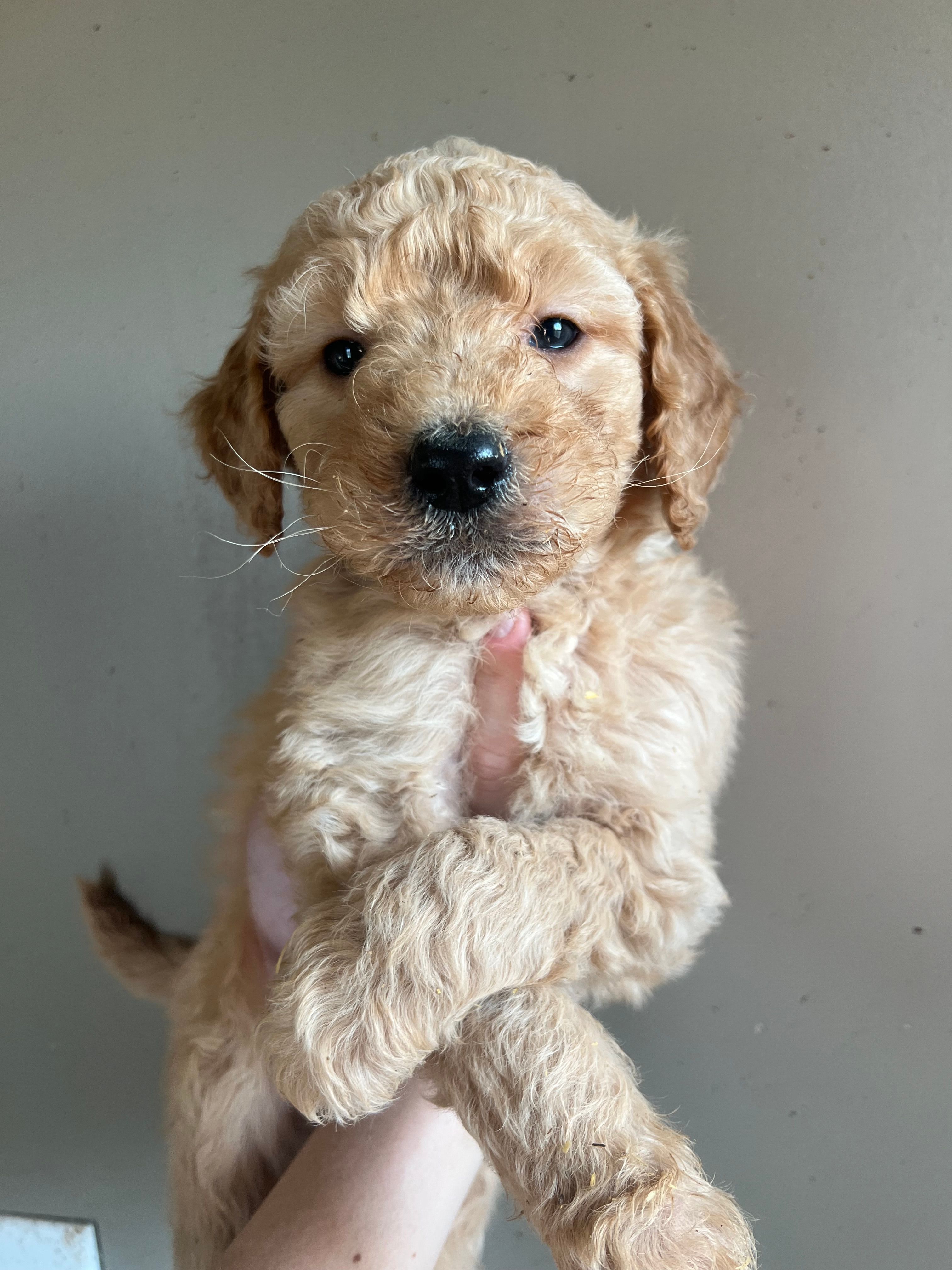 Cedar  – Goldendoodle puppy for sale in Mingo, IA