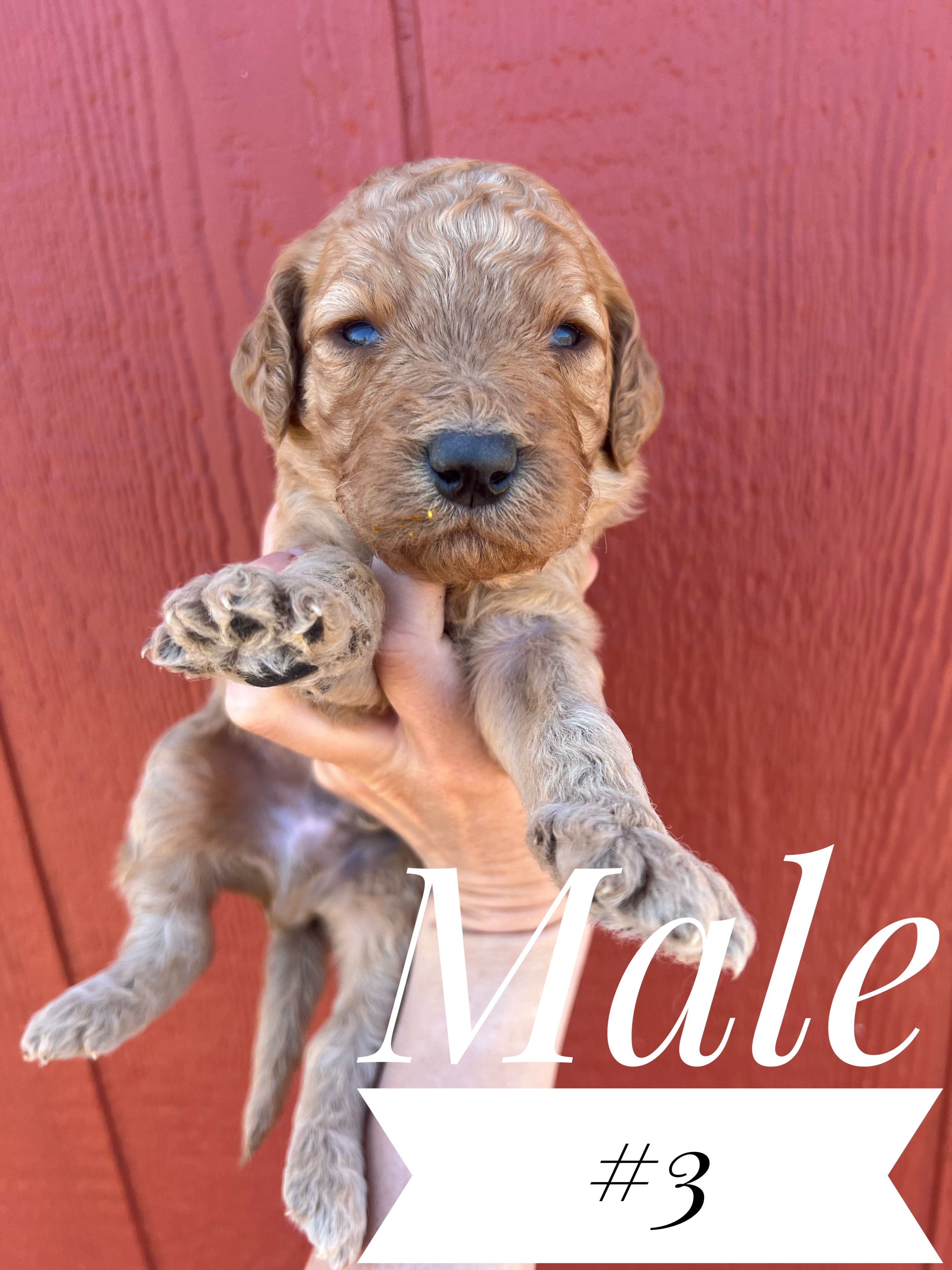 Pretzel – Goldendoodle puppy for sale in Mingo, IA