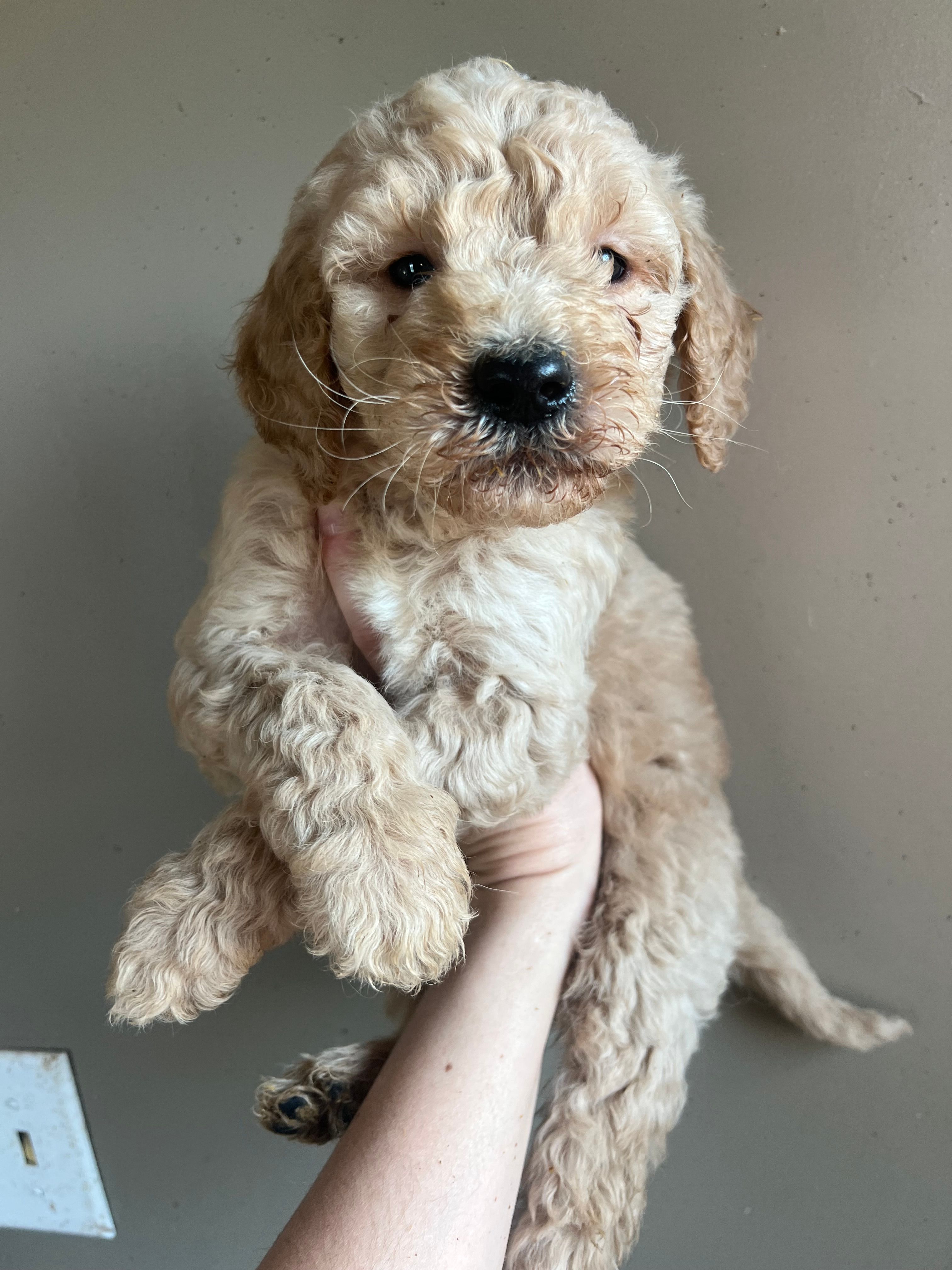 Moose – Goldendoodle puppy for sale in Mingo, IA