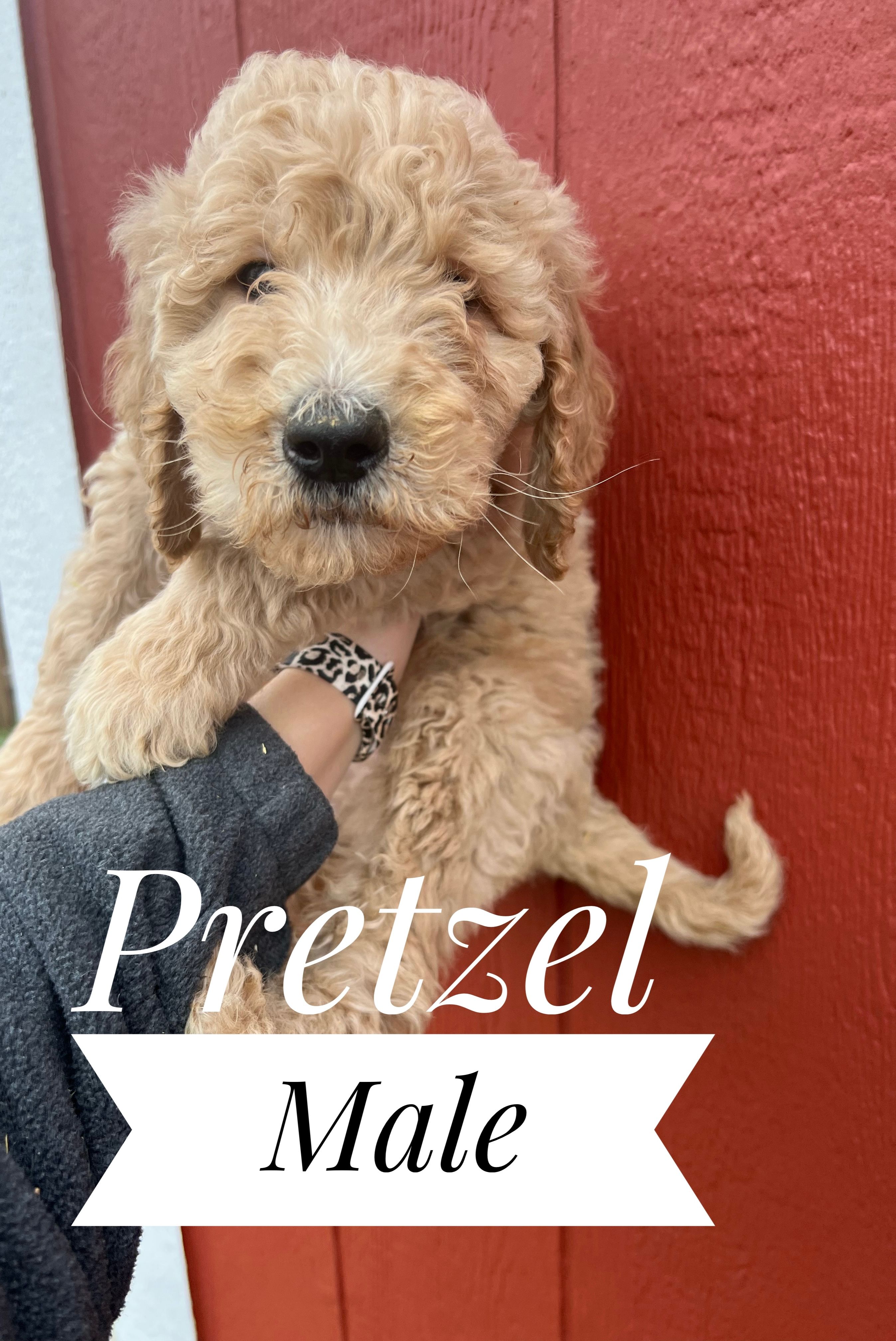 Pretzel – Goldendoodle puppy for sale in Mingo, IA