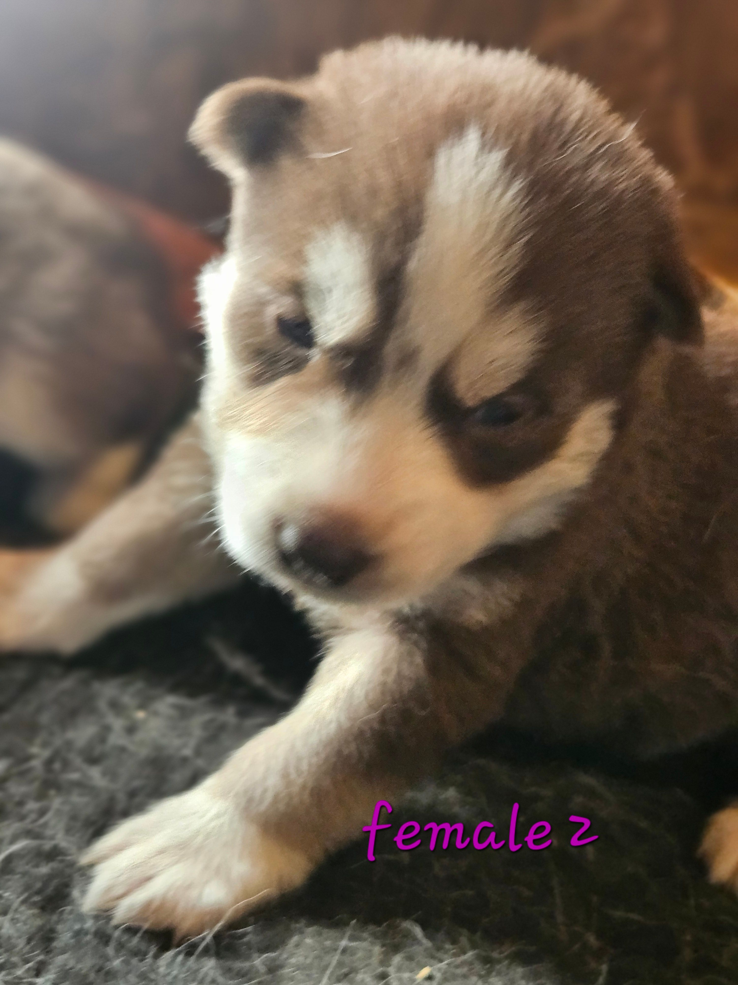 July – Siberian Husky puppy for sale in Eggleston, VA