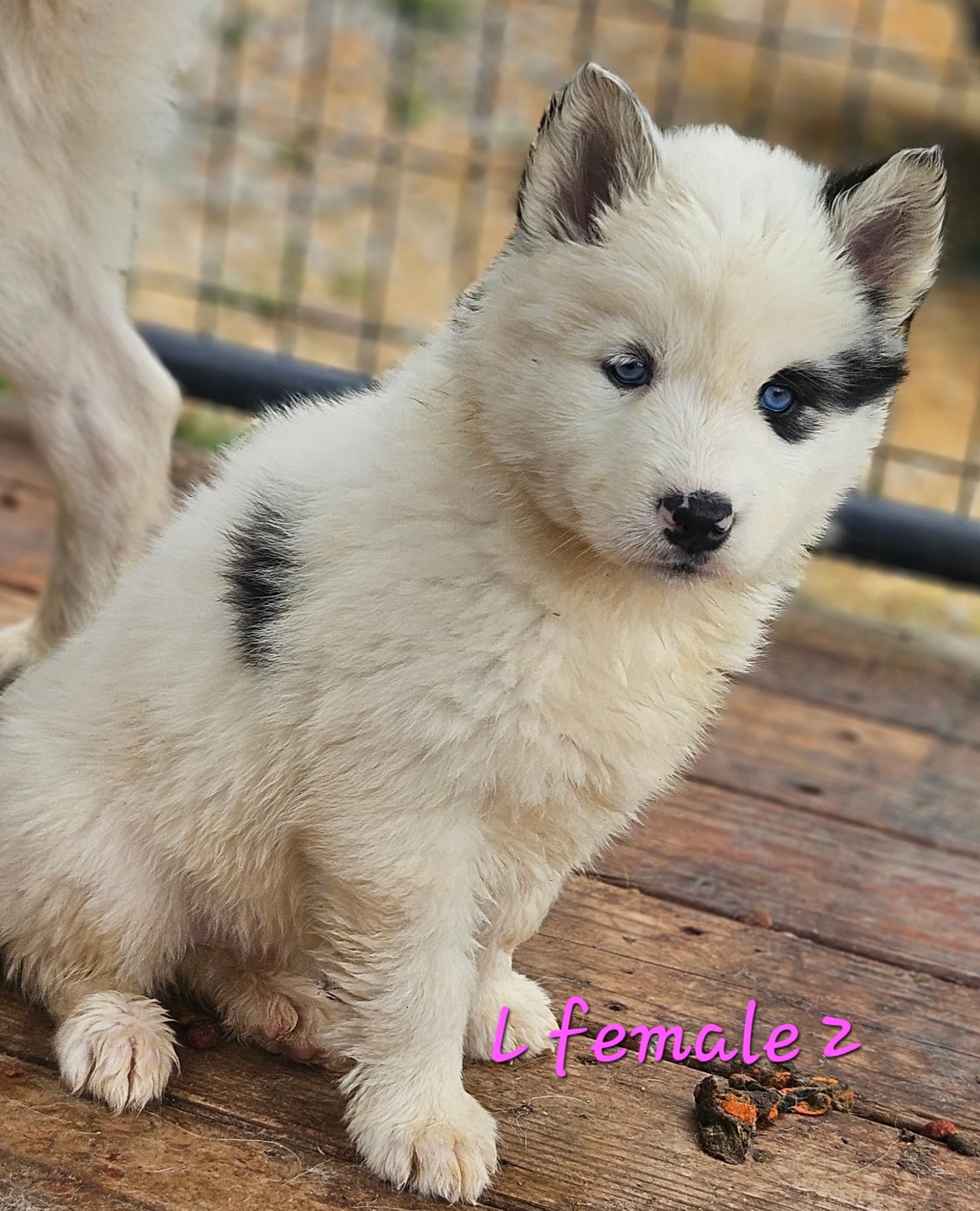 June – Siberian Husky puppy for sale in Eggleston, VA