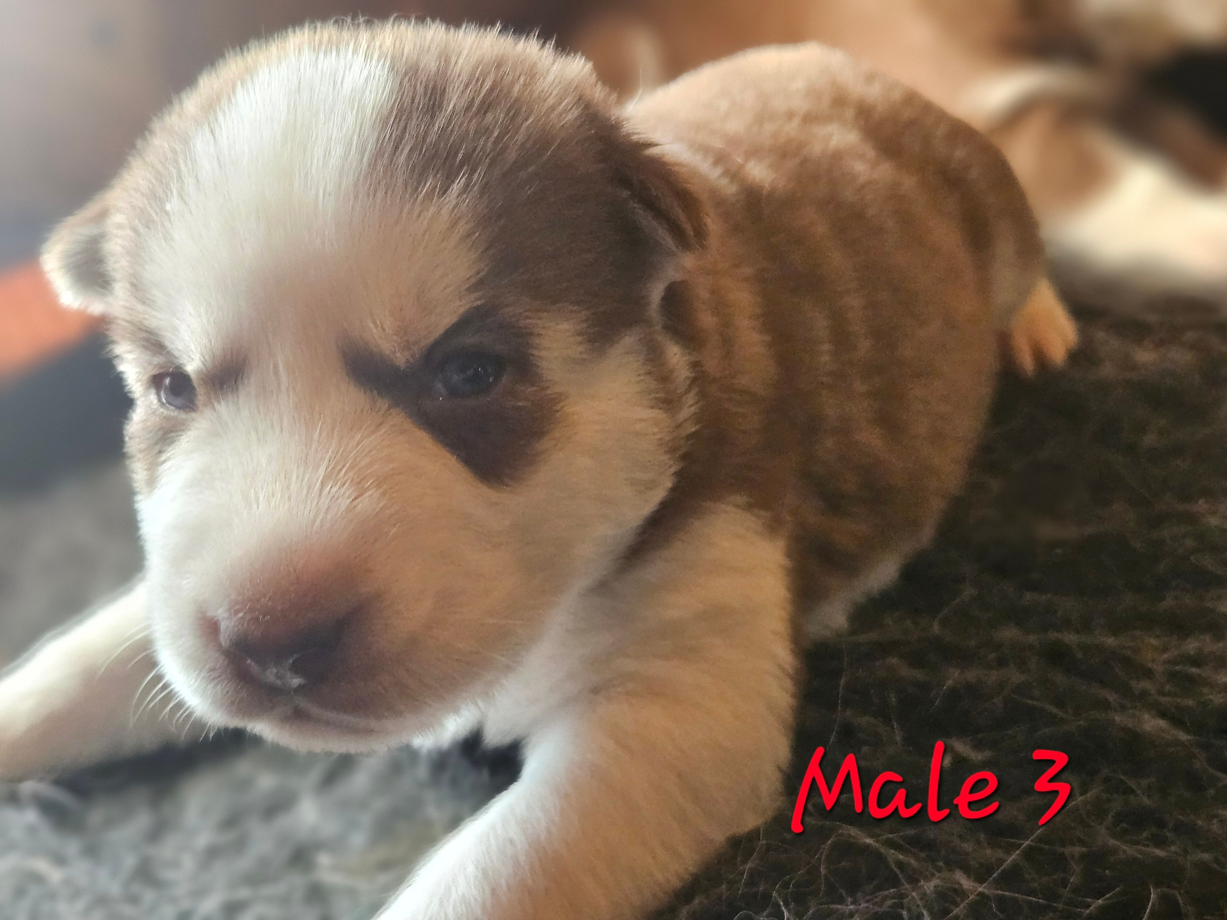 Lee – Siberian Husky puppy for sale in Eggleston, VA