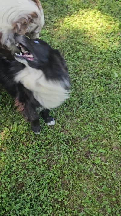 Oreo mini aussie, a male Australian Shepherd for sale in Eggleston, VA – 1 of 1
