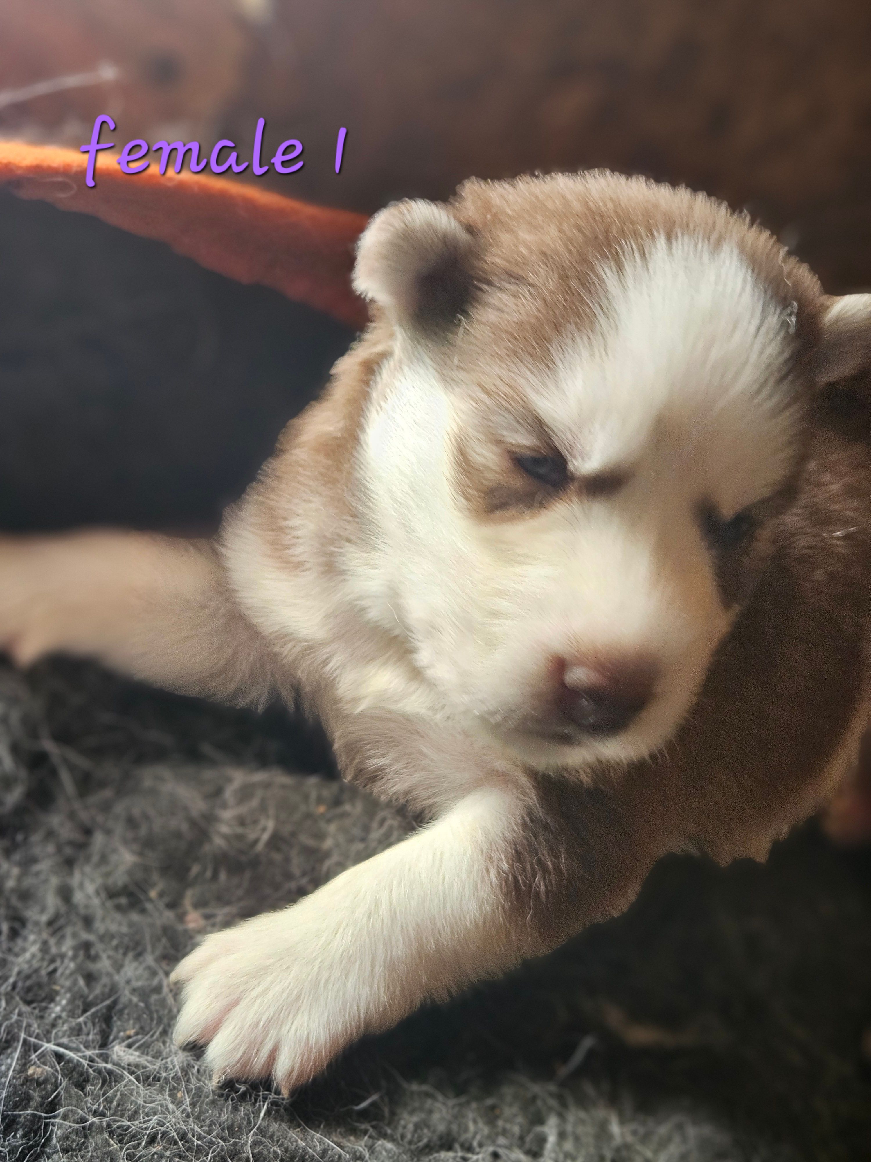 Leah – Siberian Husky puppy for sale in Eggleston, VA