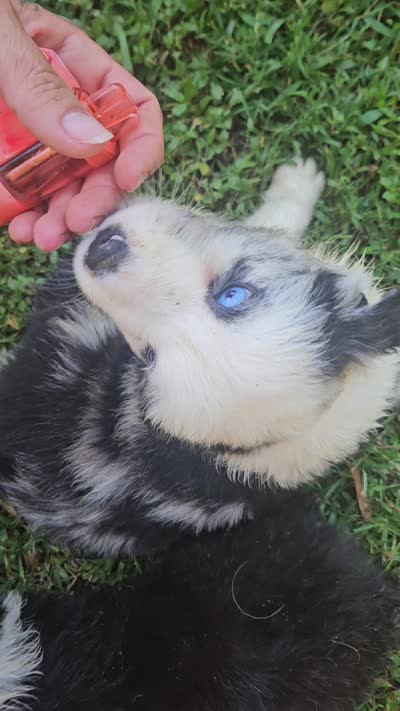 Bo, a male Miniature Australian Shepherd for sale in Eggleston, VA – 2 of 7