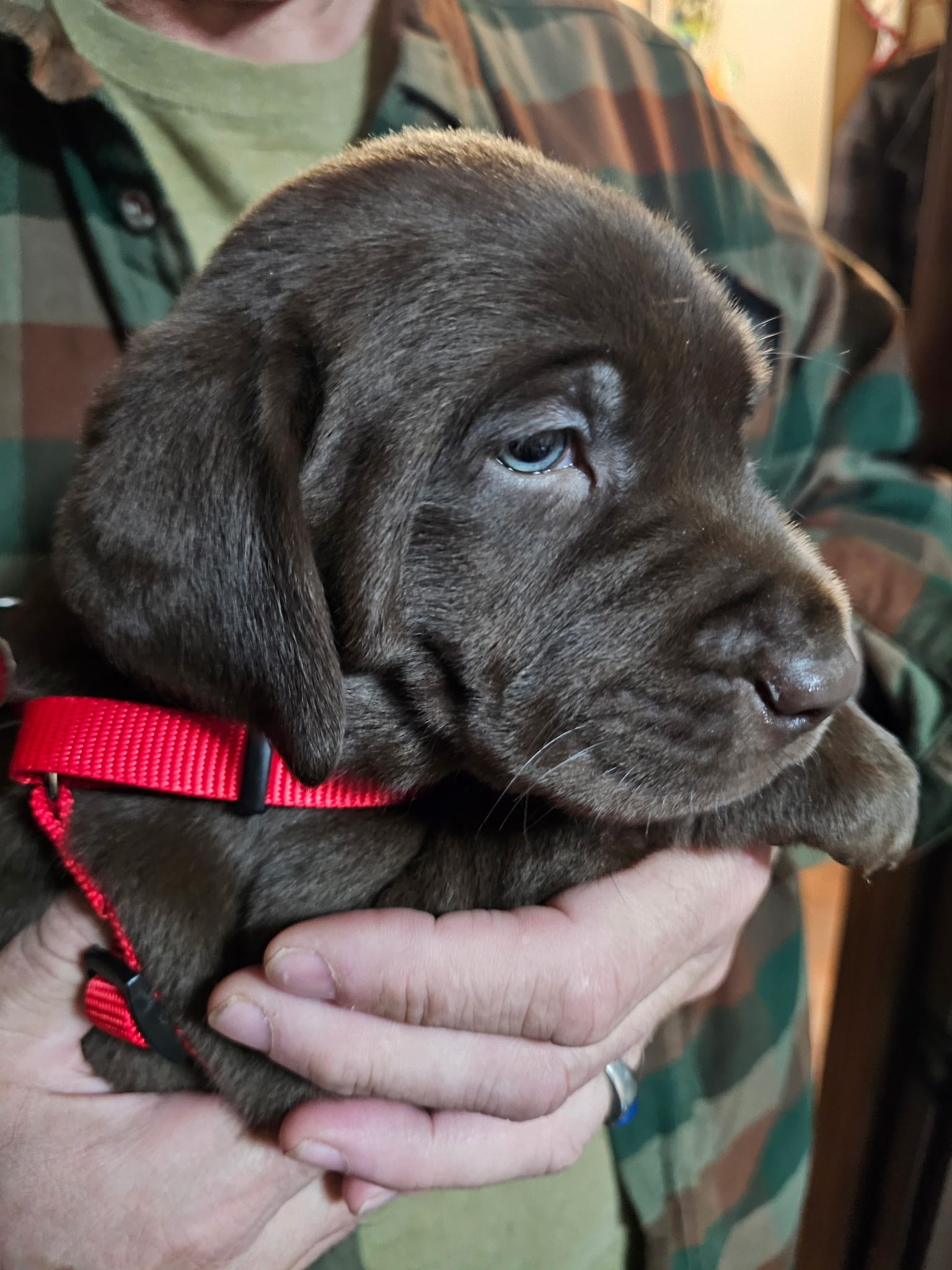 Rudy – Labrador Retriever puppy for sale in Shelton, WA
