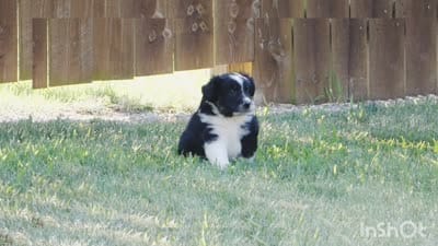 Winston, a male Miniature Aussiedoodle for sale in Goshen, IN – 2 of 3