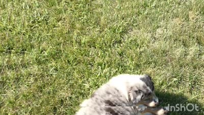 Bluey, a male Miniature Aussiedoodle for sale in Goshen, IN – 2 of 4