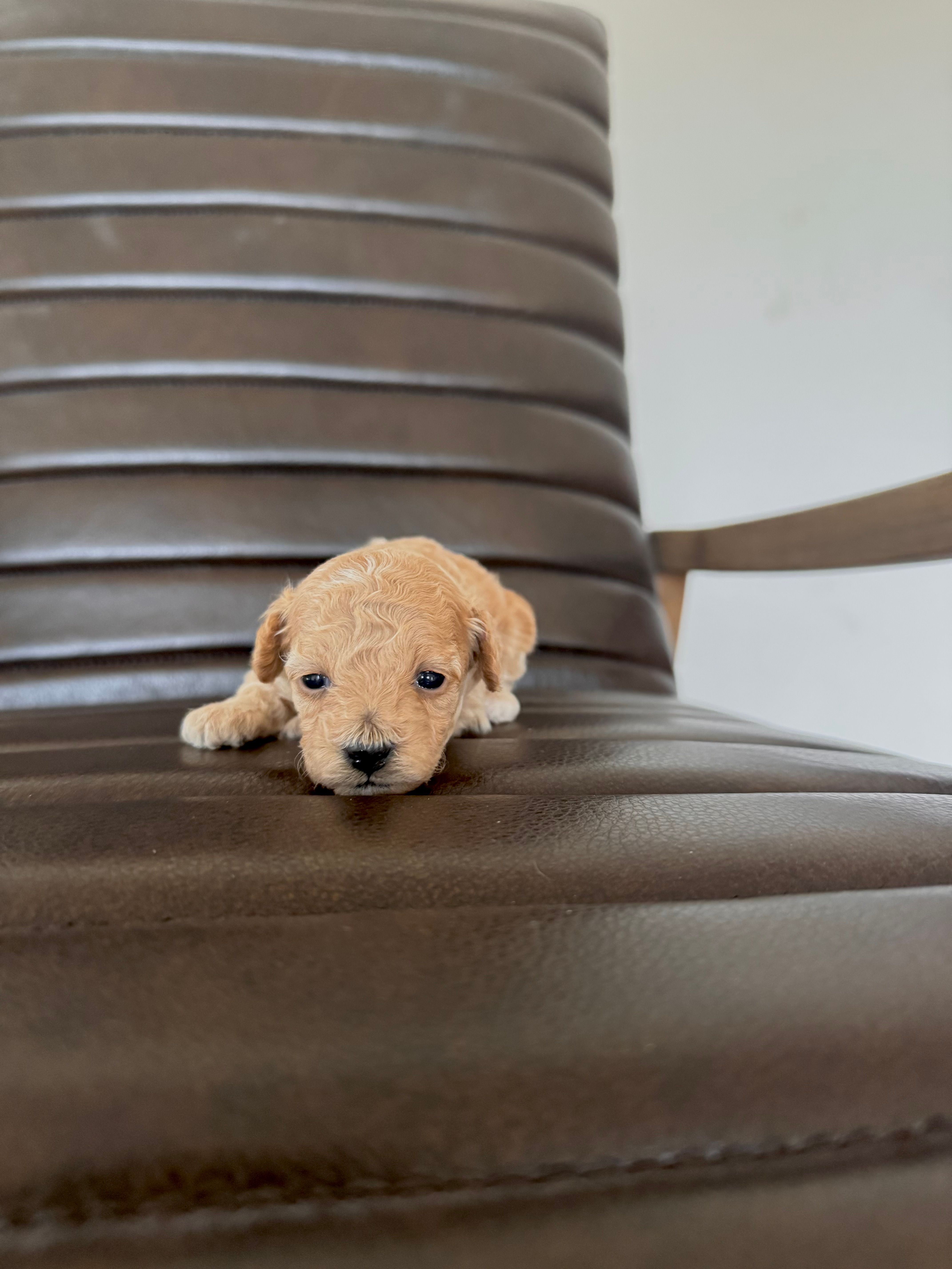 Pearl – Poodle - Toy  puppy for sale in Freeport, IL