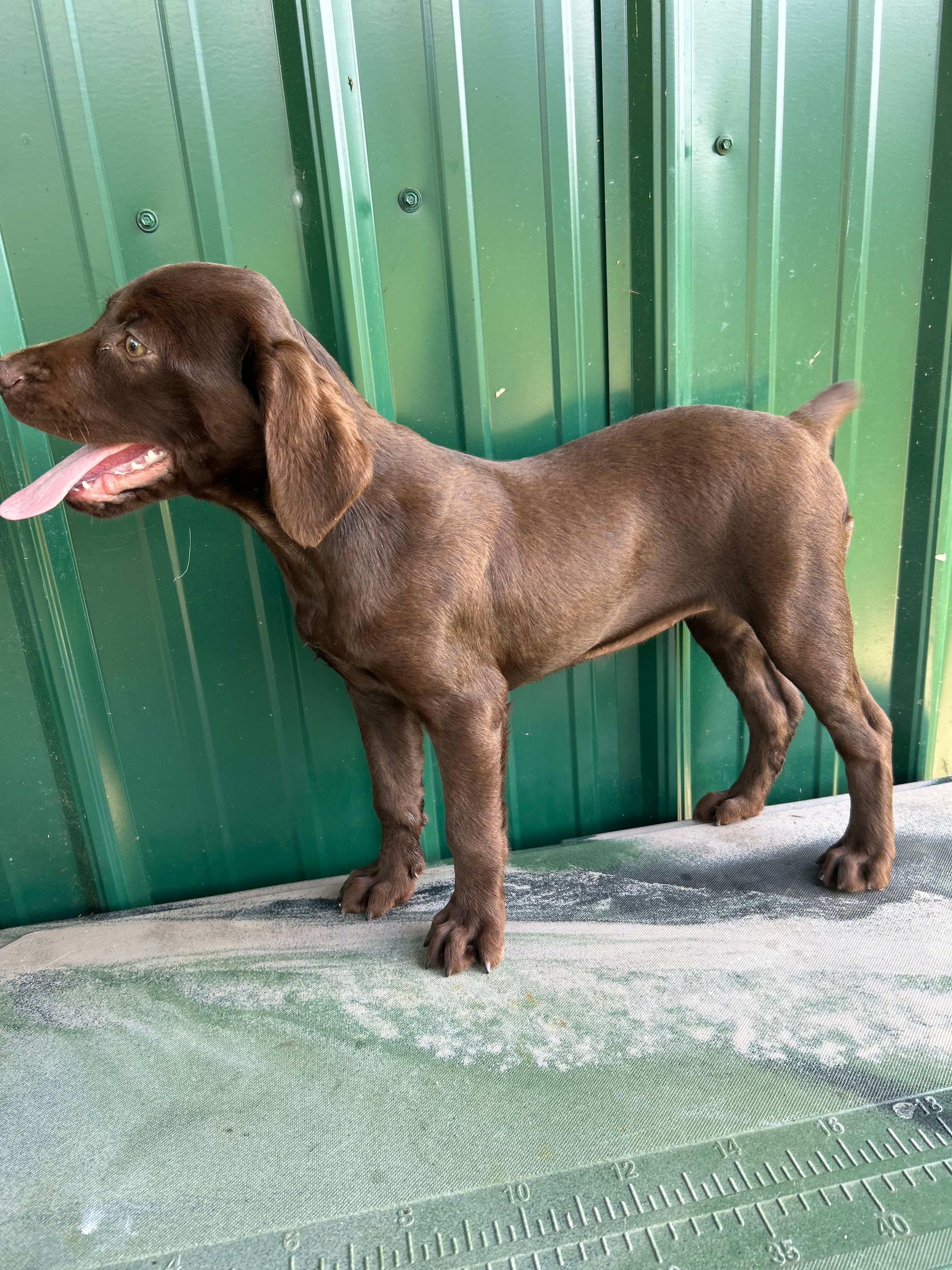 Sage – Boykin Spaniel puppy for sale in Clinton, MS