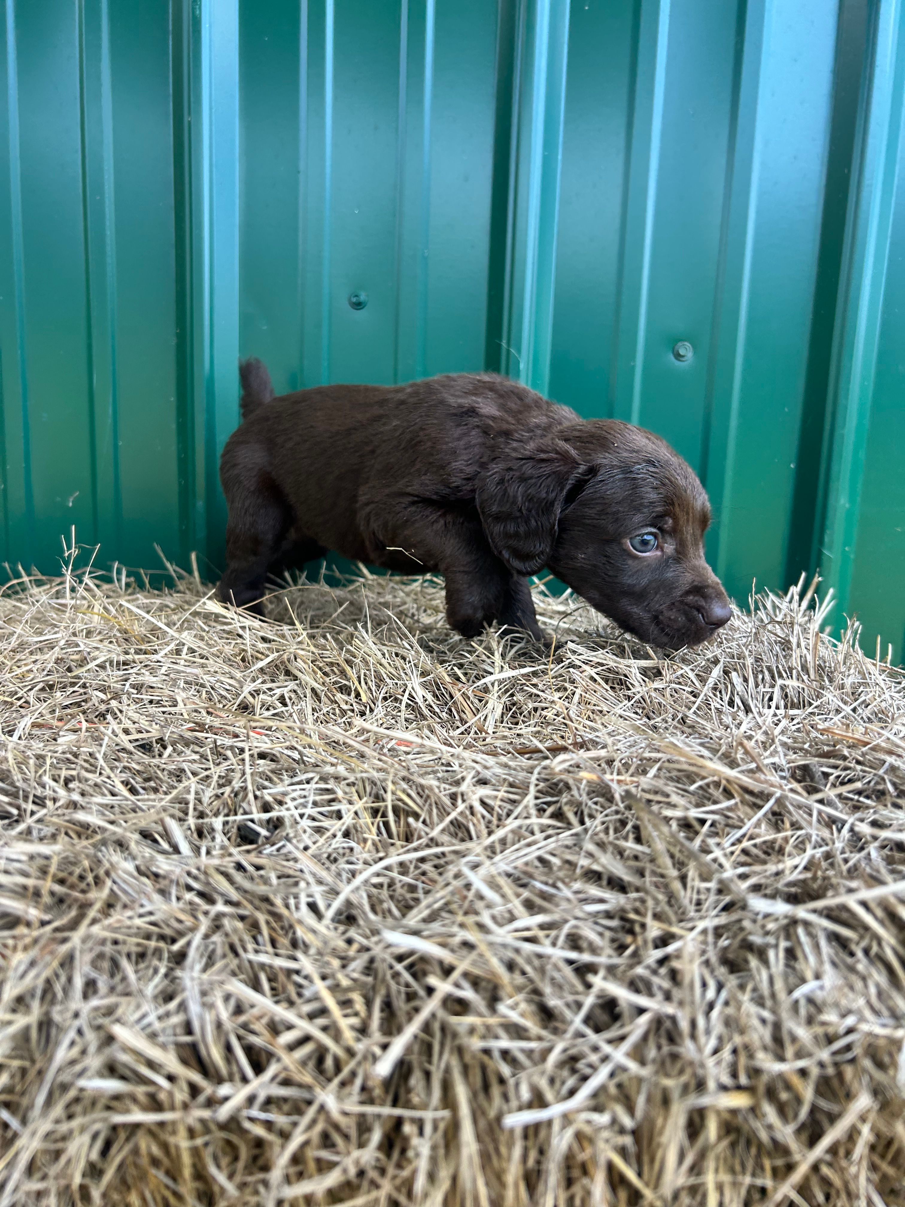 Vera  – Boykin Spaniel puppy for sale in Clinton, MS