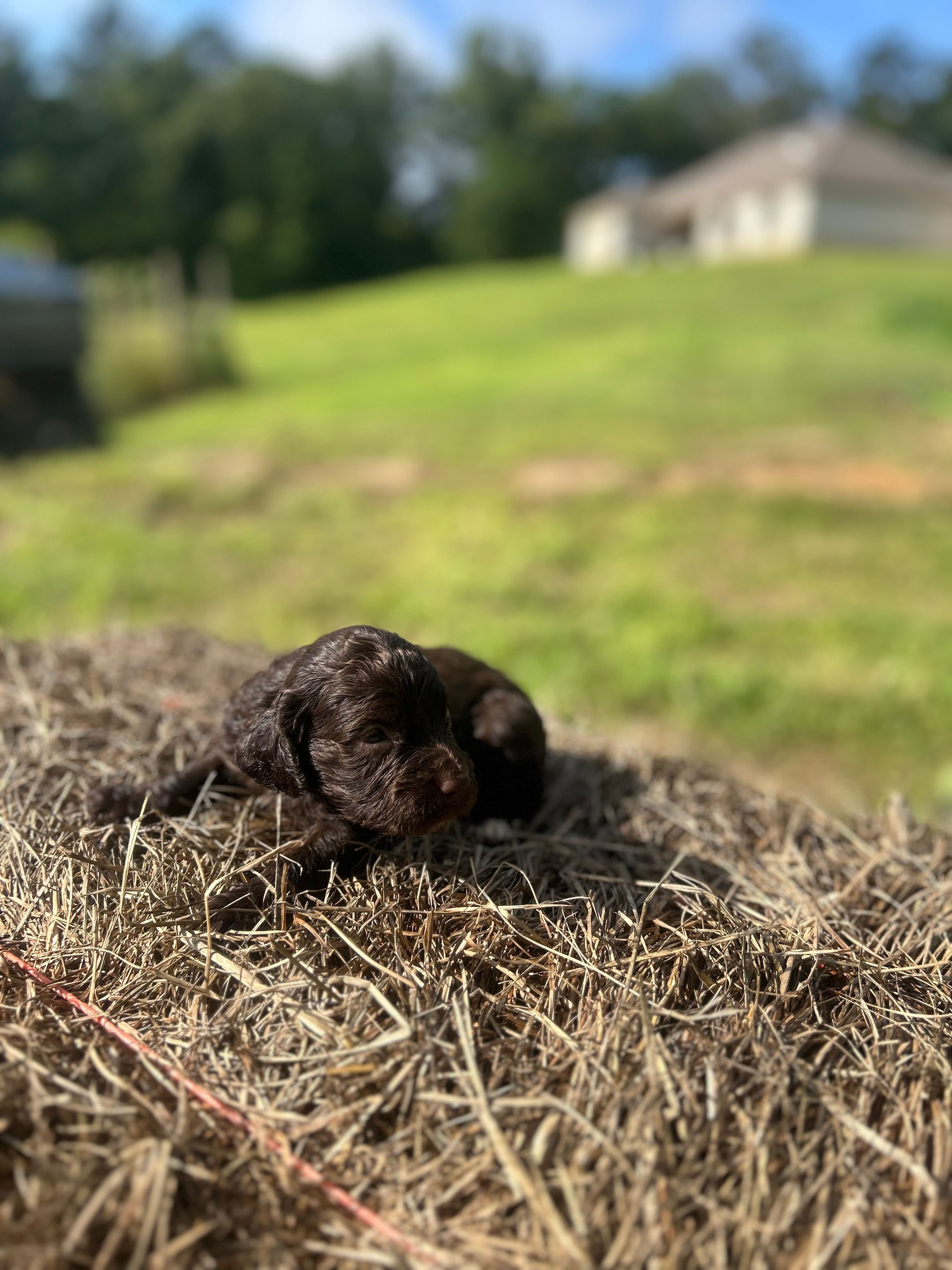 Kay – English Cocker Spaniel puppy for sale in Clinton, MS