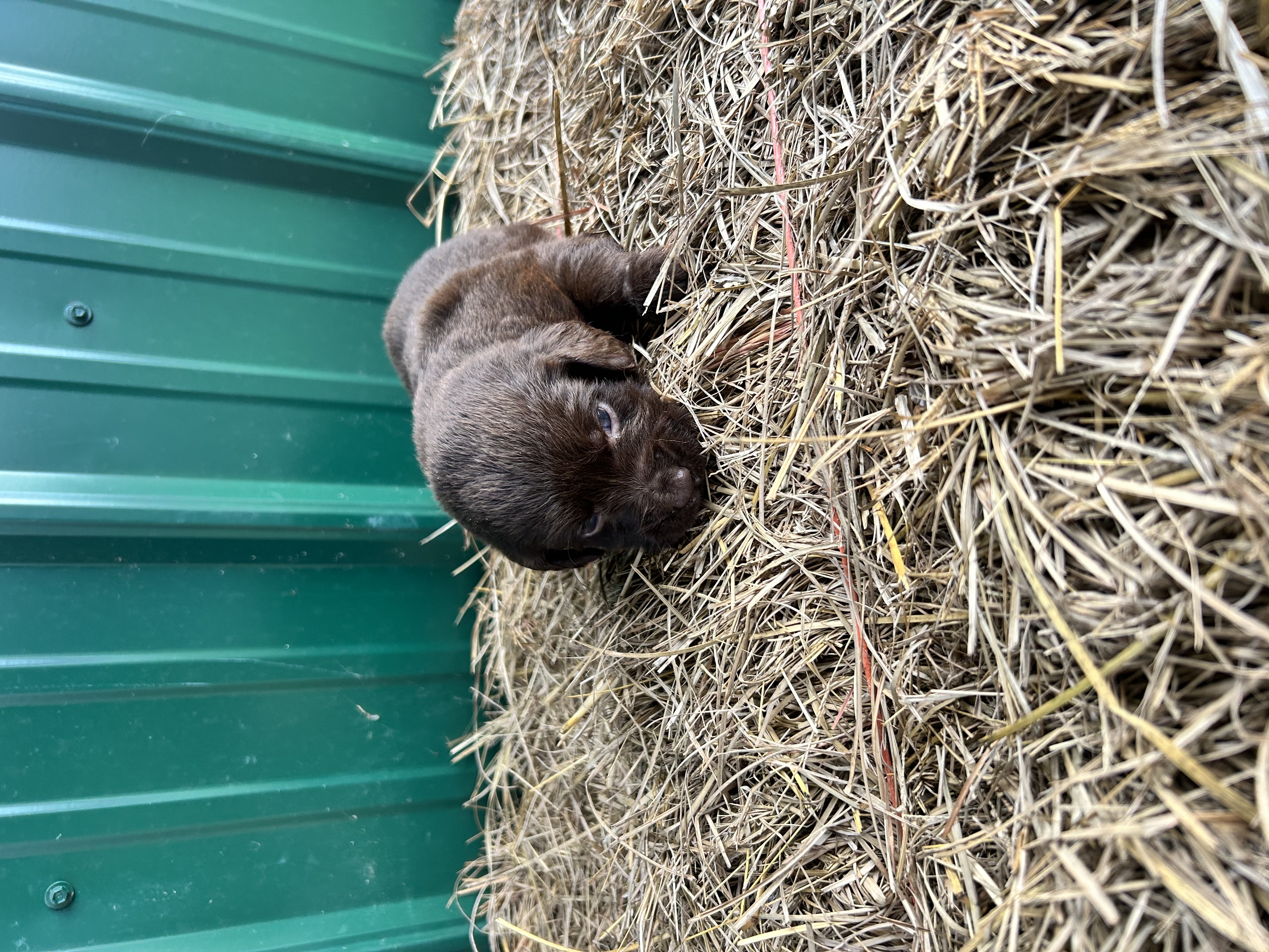 Kay – Labrador Retriever puppy for sale in Clinton, MS