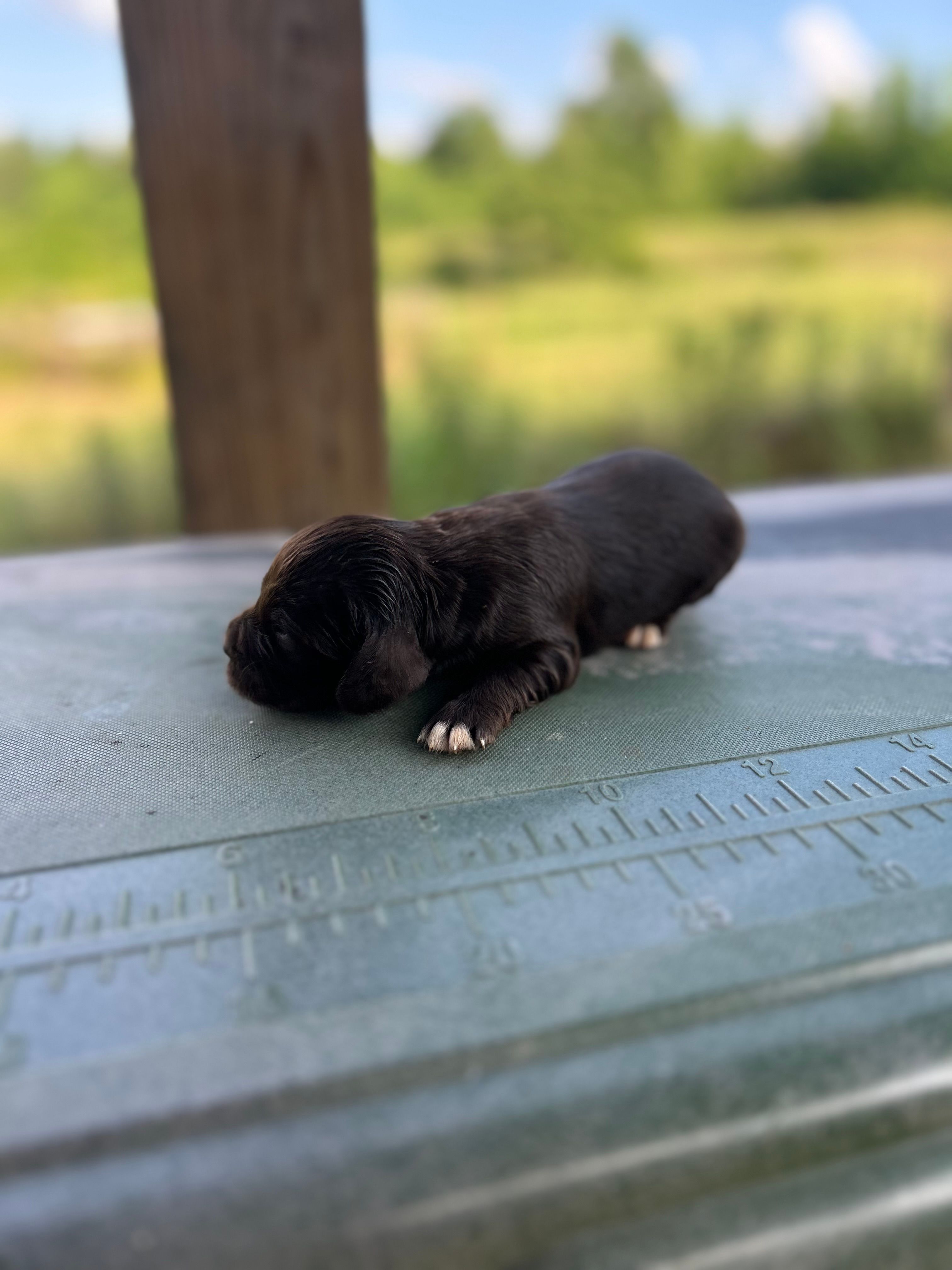 Jule – English Cocker Spaniel puppy for sale in Clinton, MS