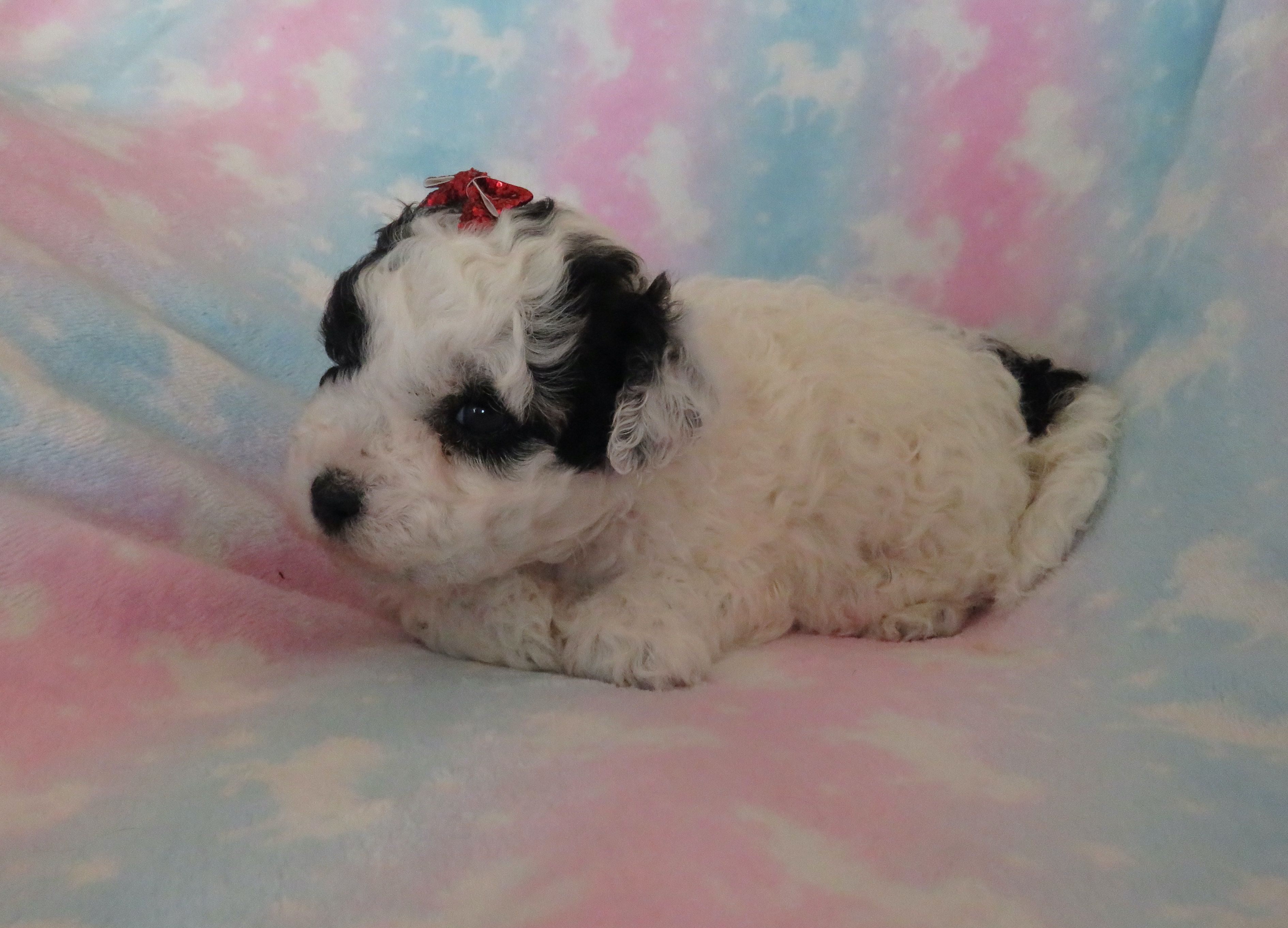 Italia – Shihpoo, Miniature Labradoodle puppy for sale in Dongola, IL