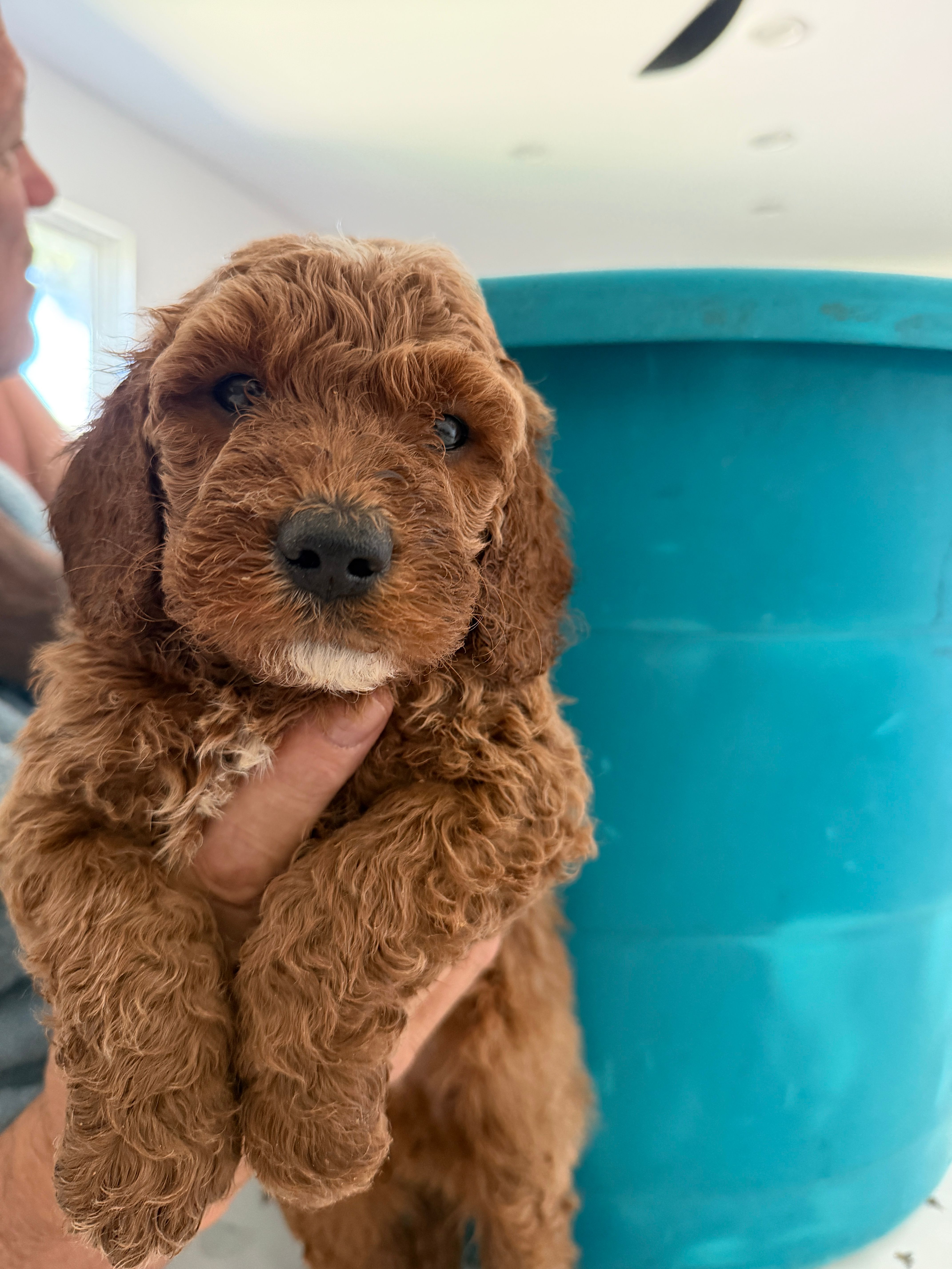 Josh – Miniature Goldendoodle puppy for sale in Los Angeles, CA