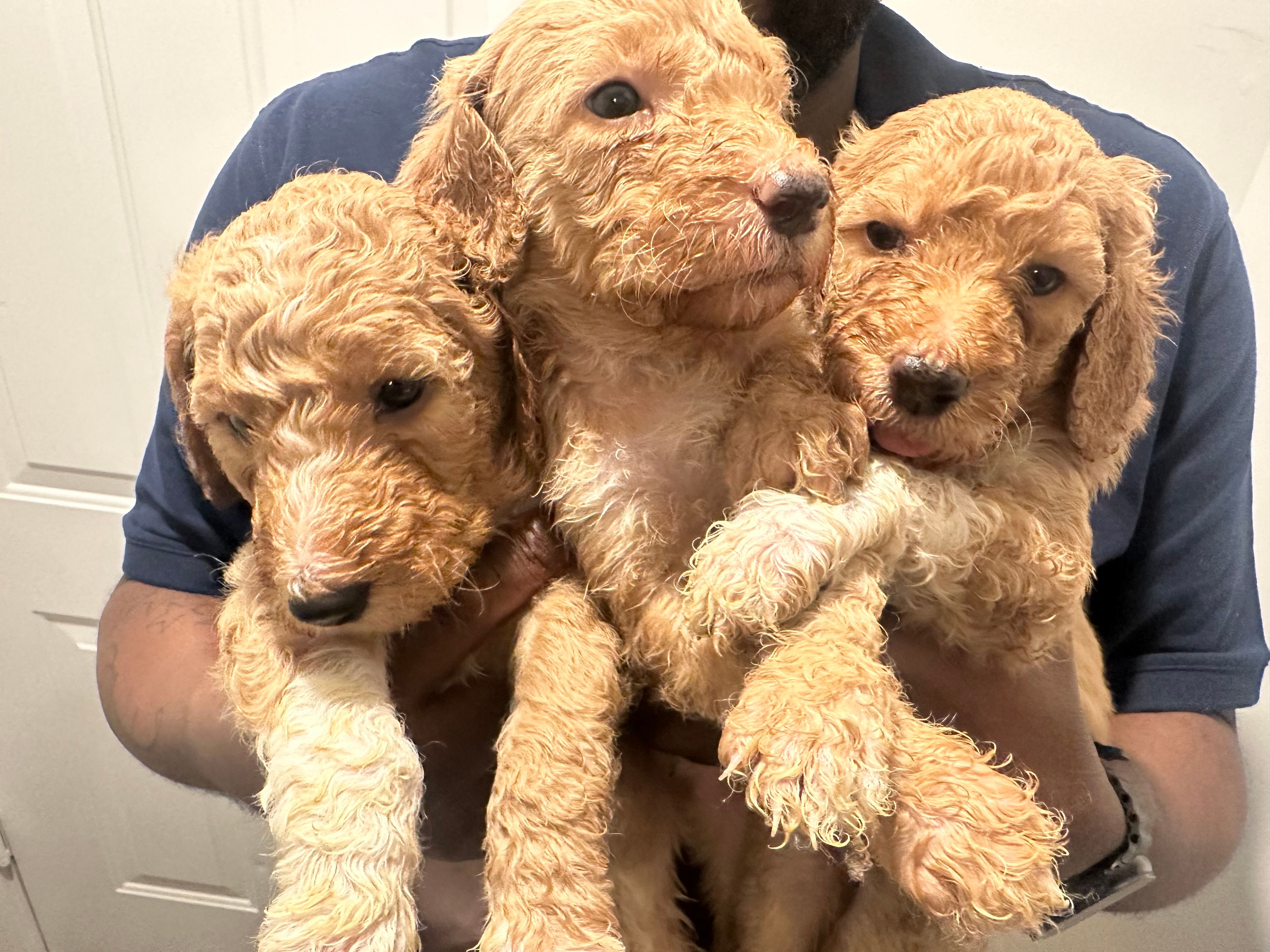 Golden doodles boys and girls 