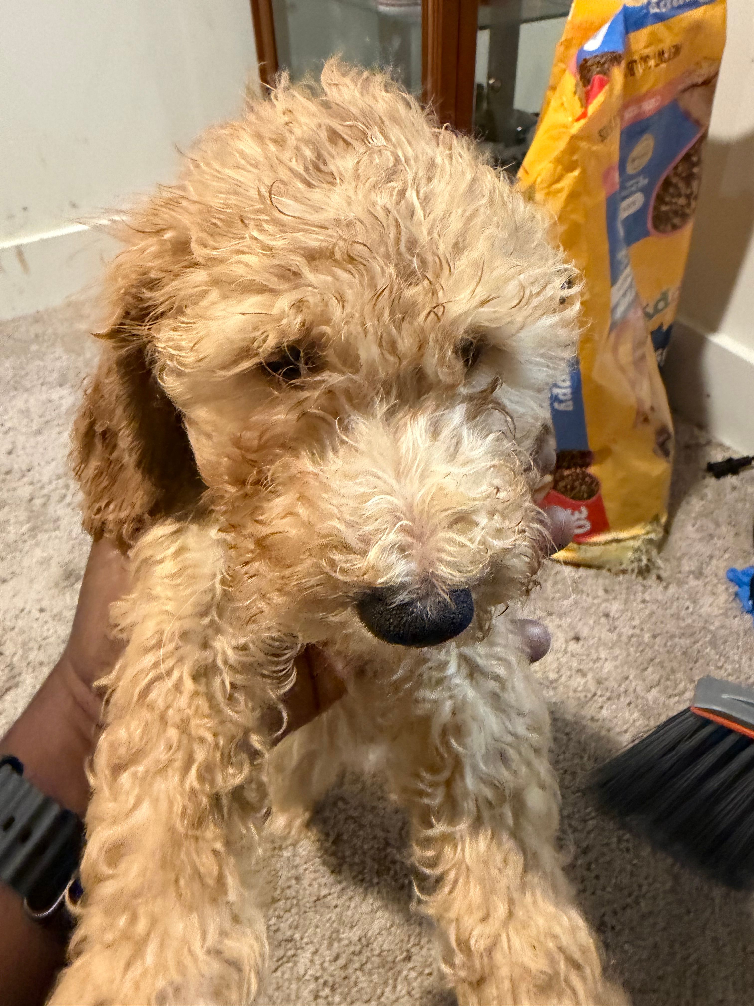 Yellow collar  – Goldendoodle puppy for sale in Lawrenceville, GA