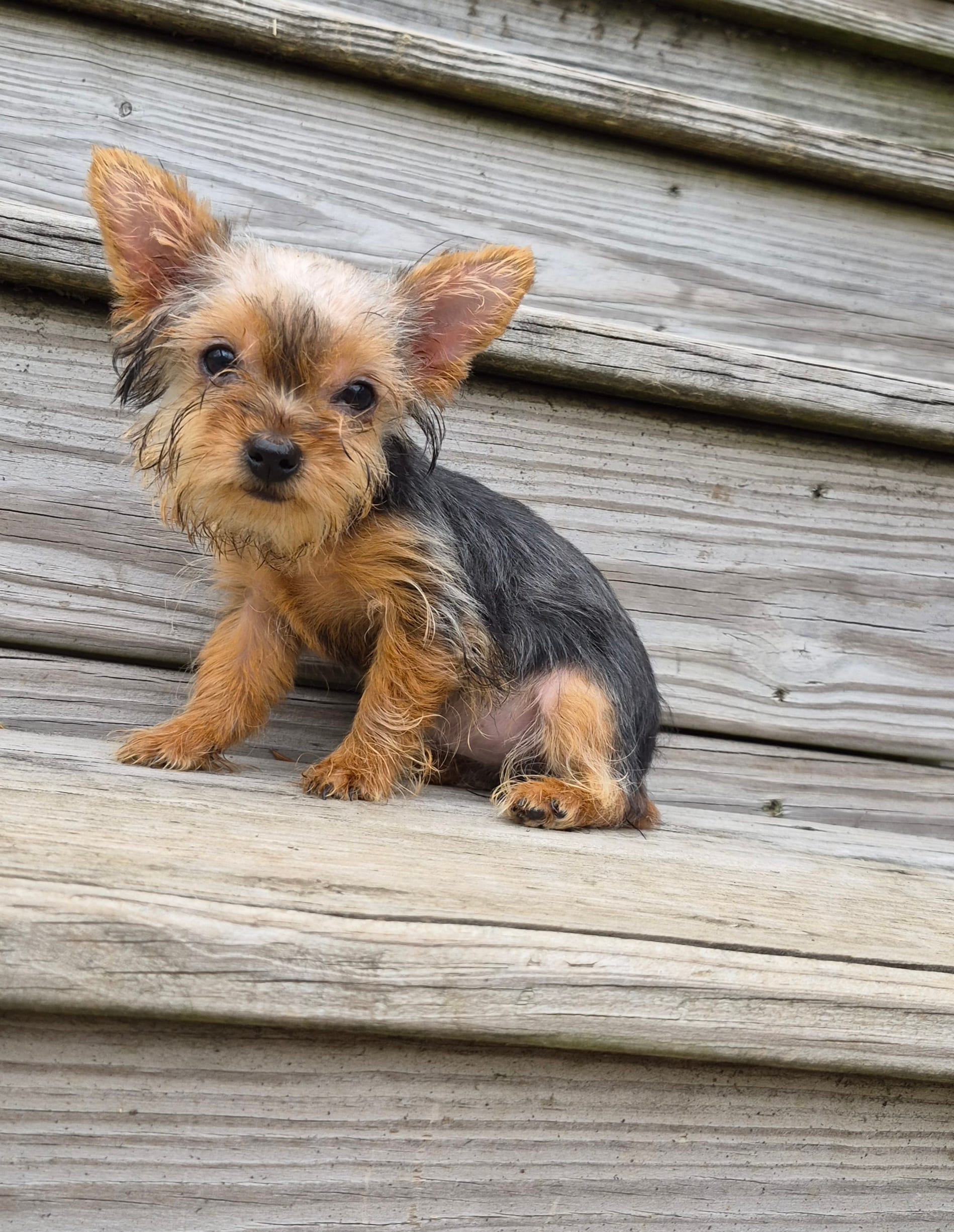 Poppy – Yorkshire Terrier puppy for sale in Landisburg, PA